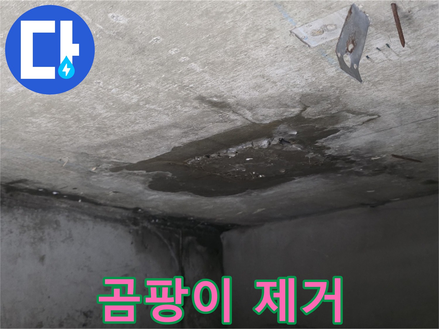 심하게 번식한 아래층 화장실 곰팡이 - 남양주 오남 아파트 누수 후 곰팡이 제거 필요