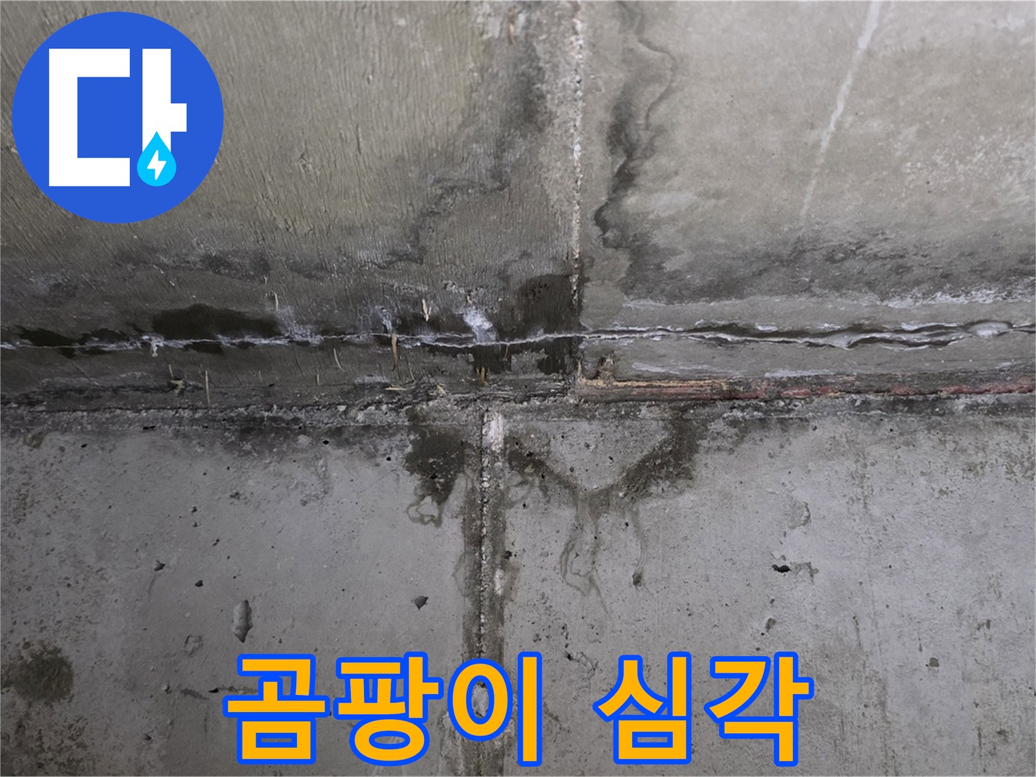 남양주 오남읍 아파트 누수 현장 - 심각한 곰팡이 발생
