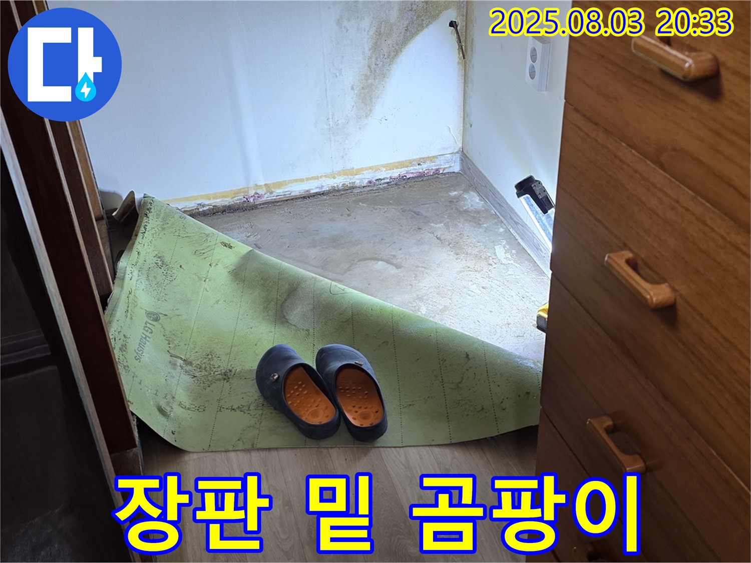 장판 밑 곰팡이 - 습기와 곰팡이의 콜라보