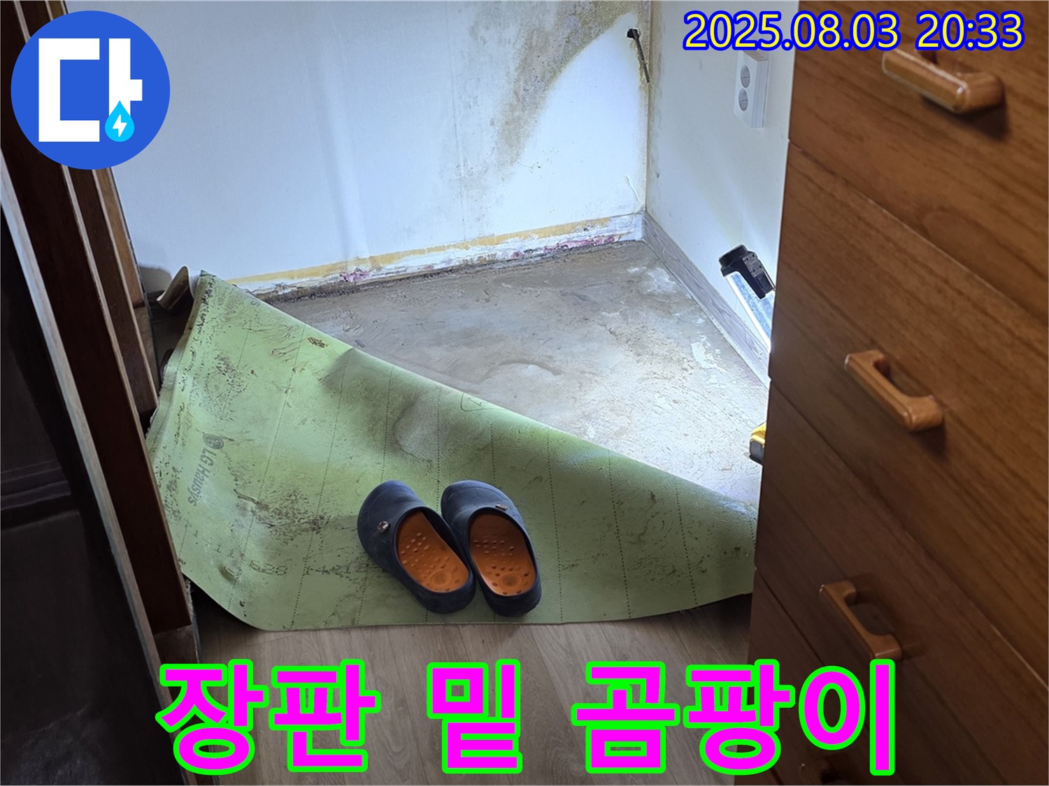 장판 밑 심각한 곰팡이 - 건강 위협