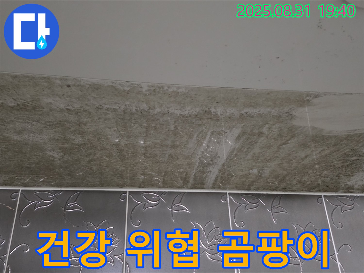 분당 정자동 욕실 곰팡이 - 건강을 위협하는 곰팡이!