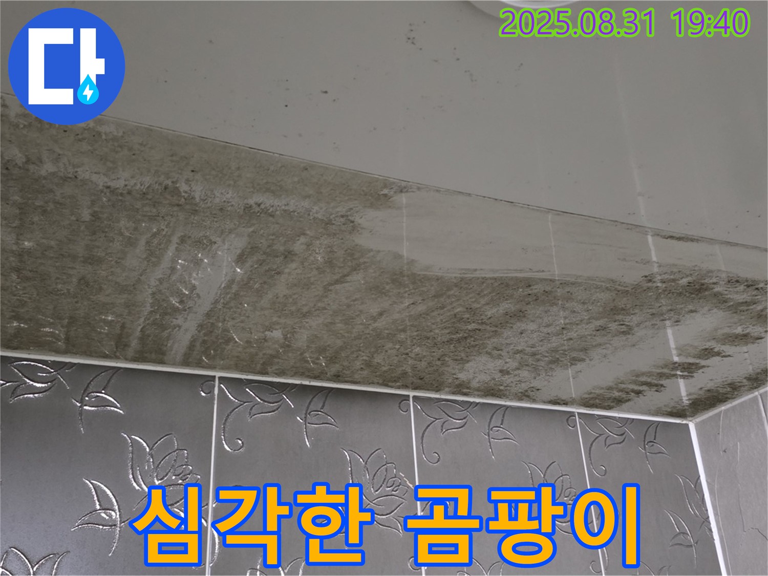 욕실 천장 누수 - 곰팡이 심각, 건강 위협 수준