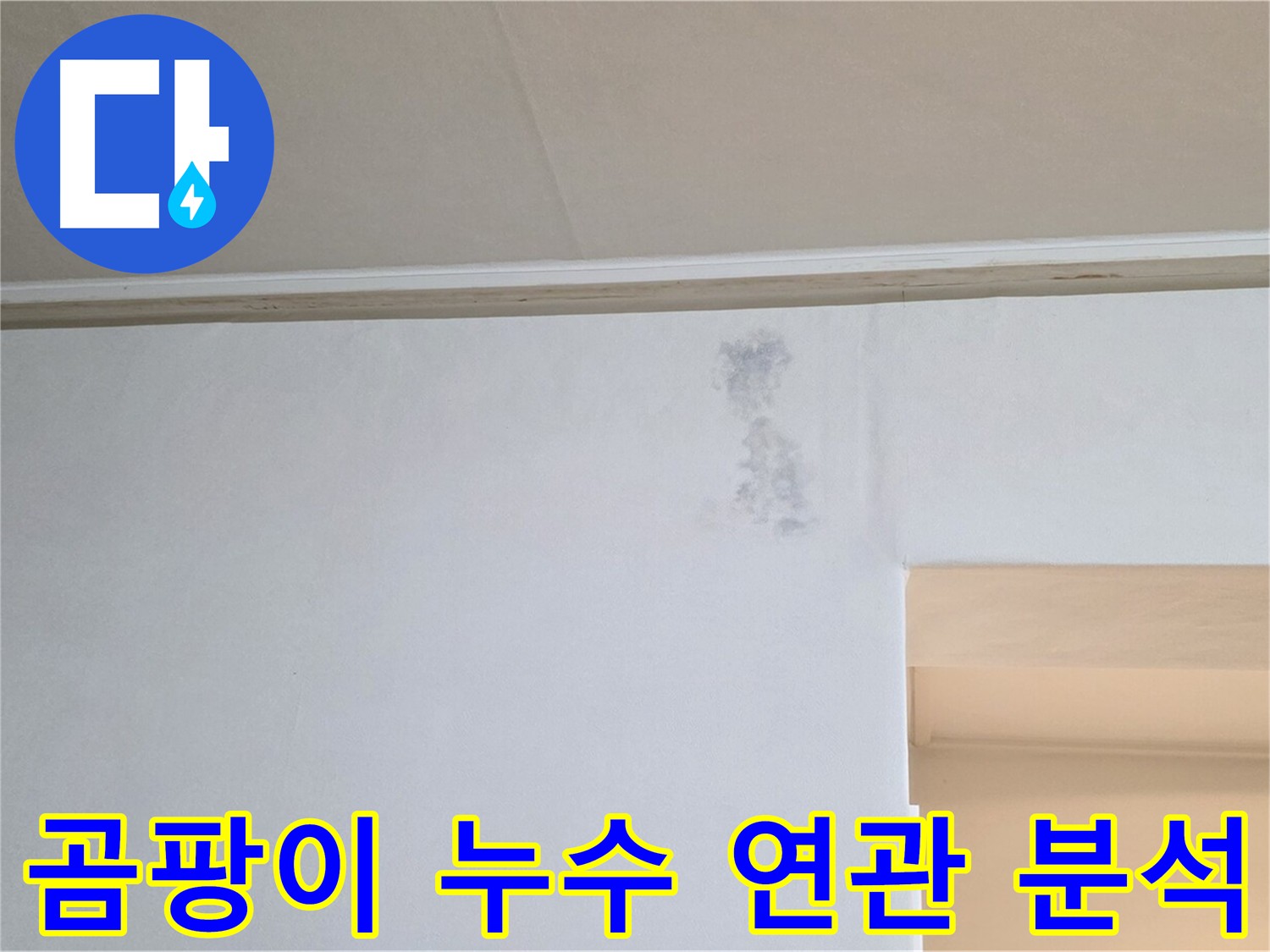 곰팡이와 누수 연관성 분석 - 정확한 원인 규명