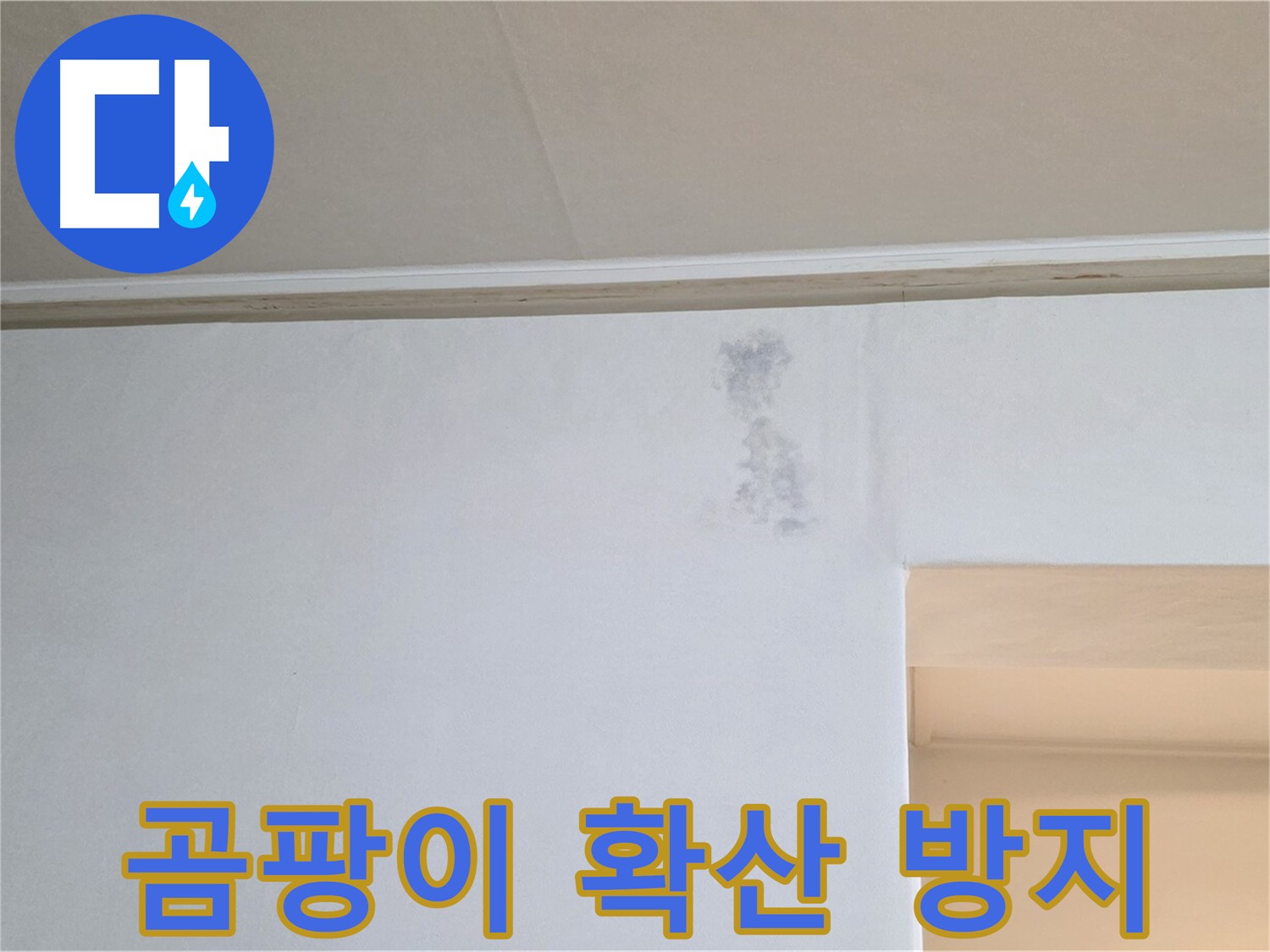 곰팡이 피해 확산 방지 - 신속한 조치