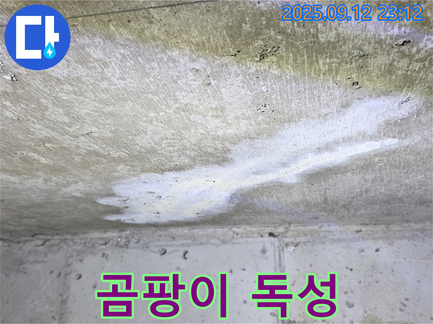 중계동 현대5차 아파트 누수 - 곰팡이 독성 - 온 가족 건강 위협