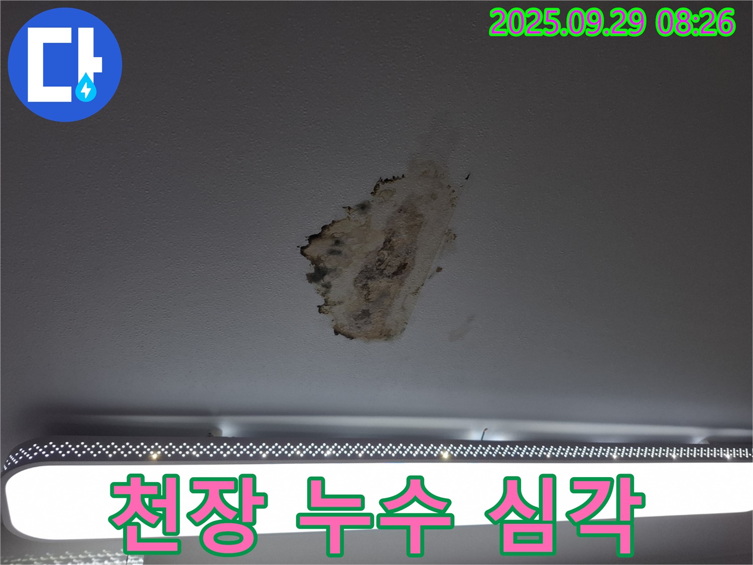 심각한 천장 누수 - 곰팡이 확산 - 전문적인 해결 필요