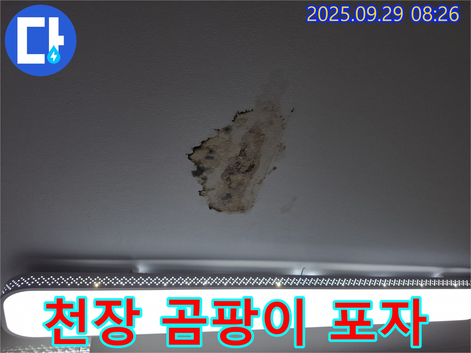 천장 누수 - 곰팡이 포자 - 건강 위협