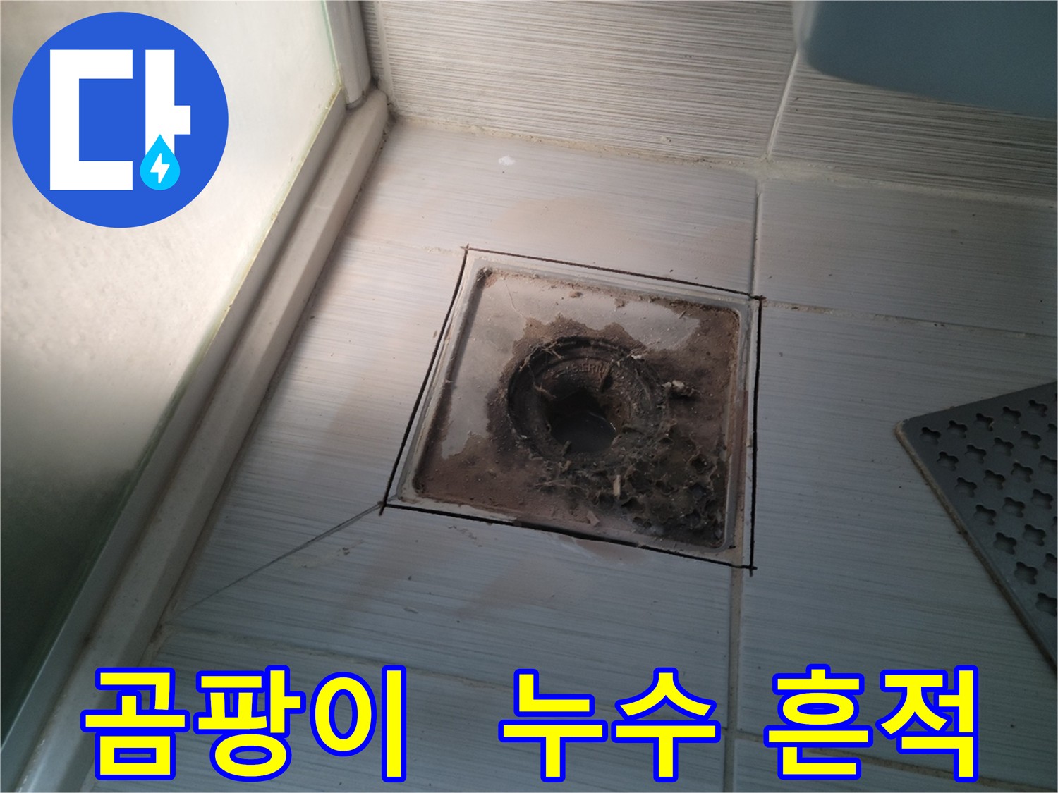 욕실 배수구 주변 곰팡이와 누수 흔적 동시 발견