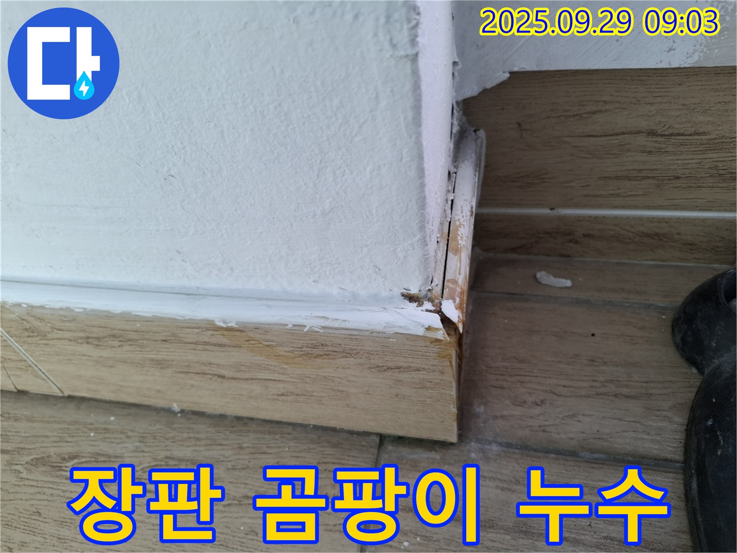 장판 곰팡이 - 습한 환경의 증거
