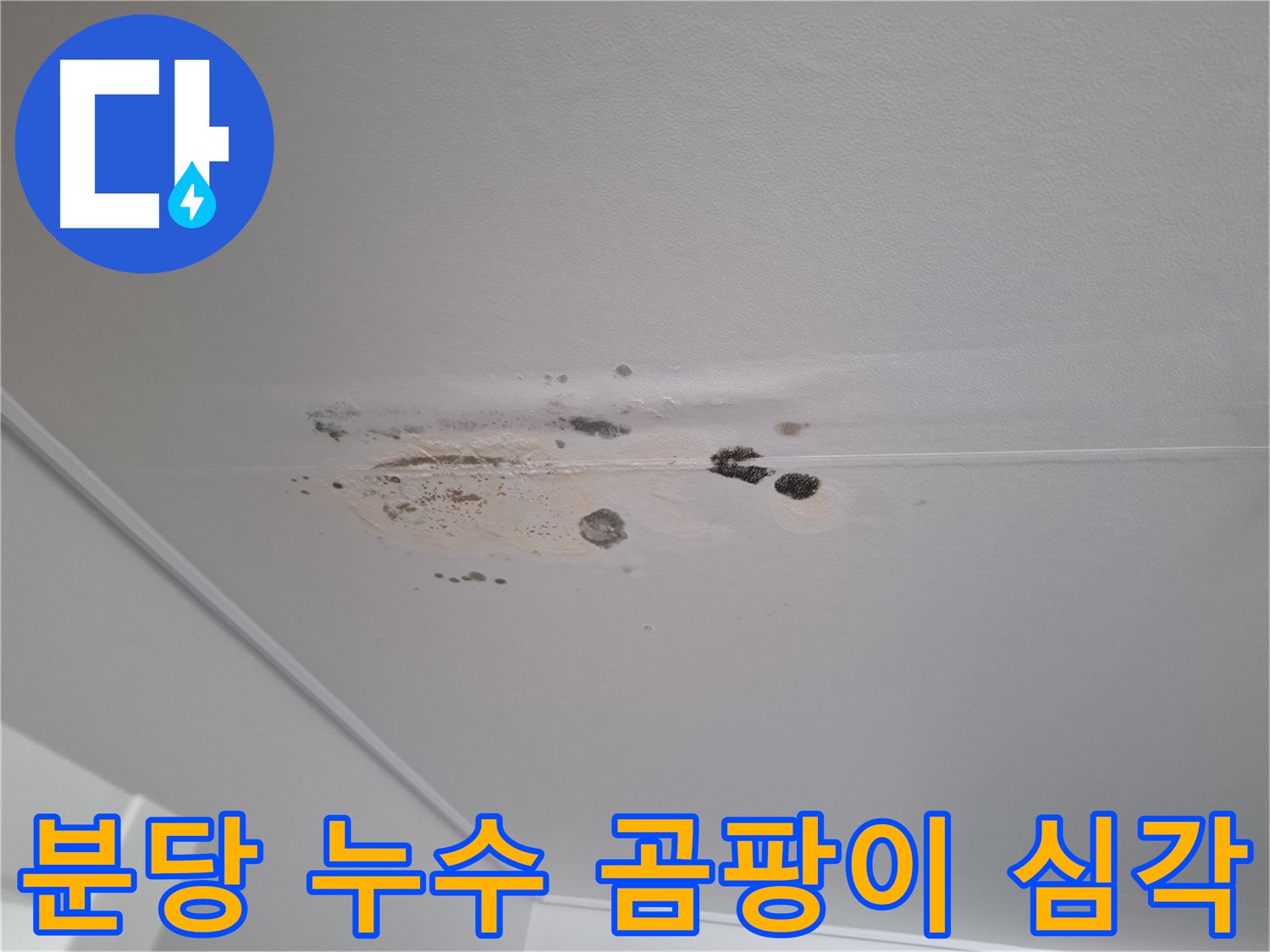 천장 누수 - 심각한 곰팡이, 건강에 해로워요