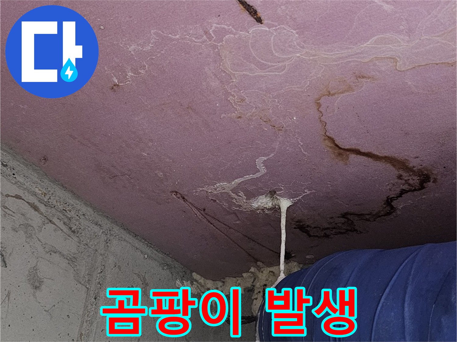 신정동 양천구 누수 - 곰팡이 발생으로 인한 건강 위협
