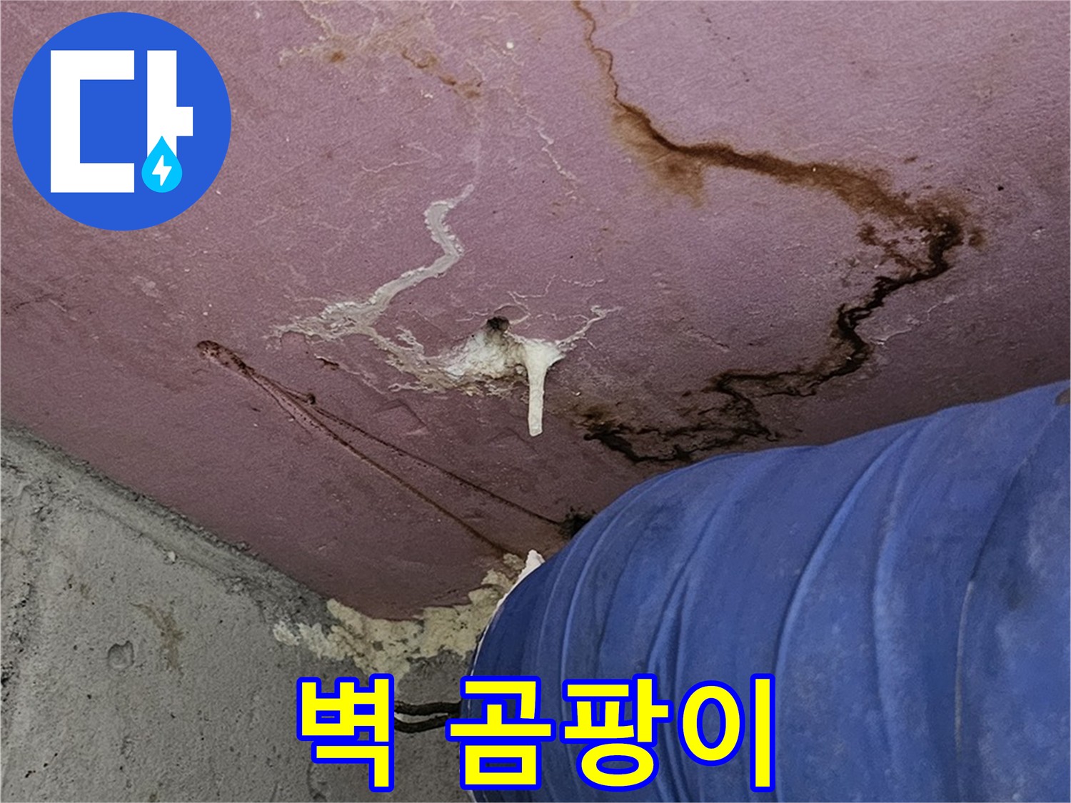 벽에 핀 곰팡이 - 누수 방치 결과