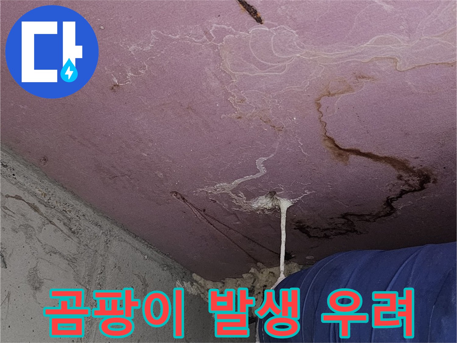신월동 양천구 누수탐지 및 곰팡이 제거 - 건강한 주거 환경 조성