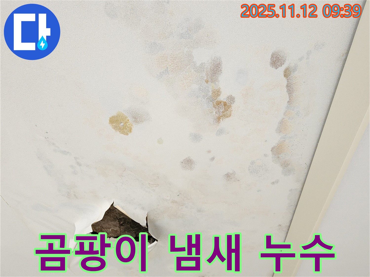 곰팡이 냄새 - 건강 위협 - 누수 해결 시급