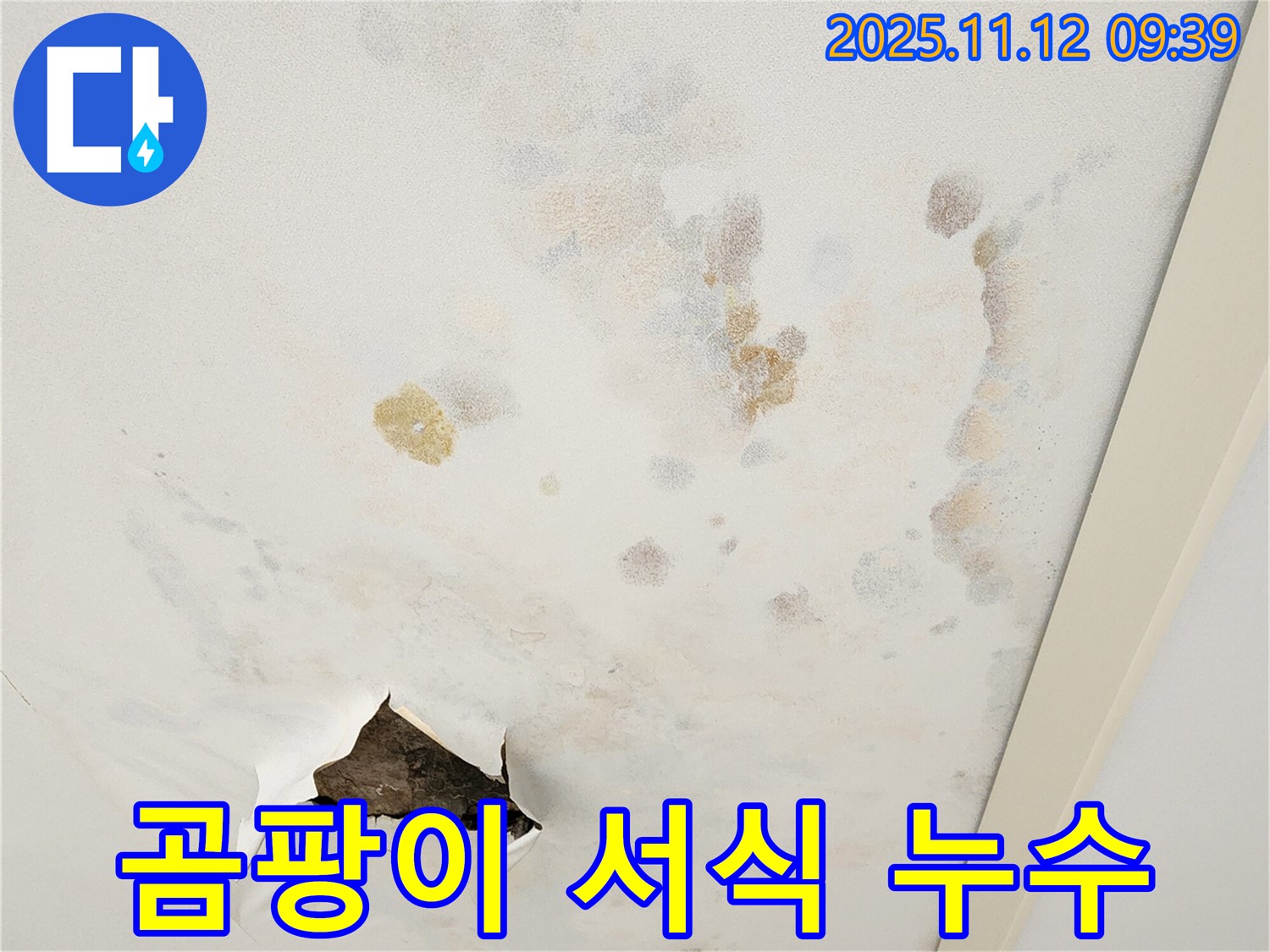 곰팡이 서식 - 건강 위협 - 쾌적한 환경 조성