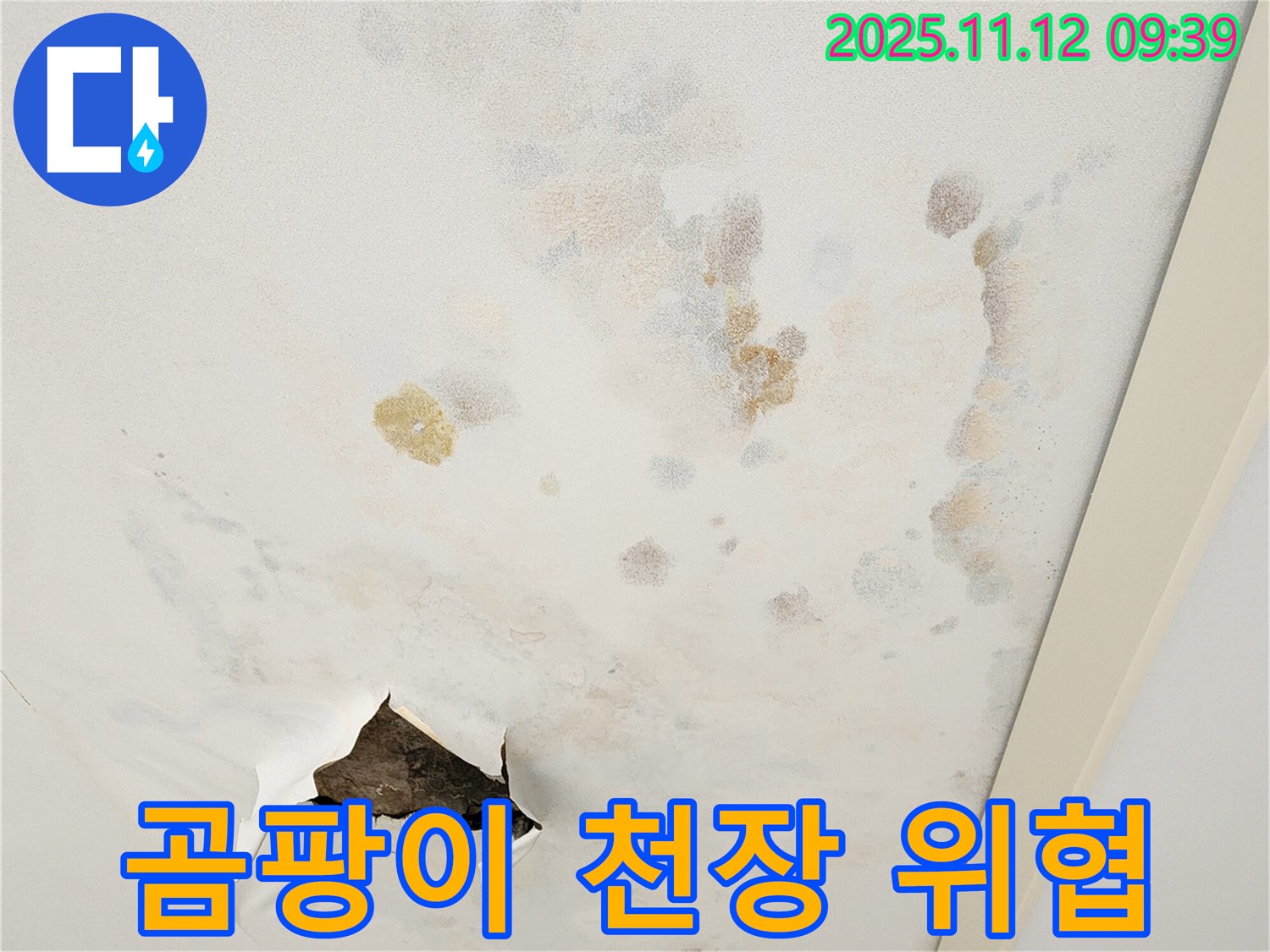 곰팡이 핀 천장 - 건강 위협 - 누수 해결 시급