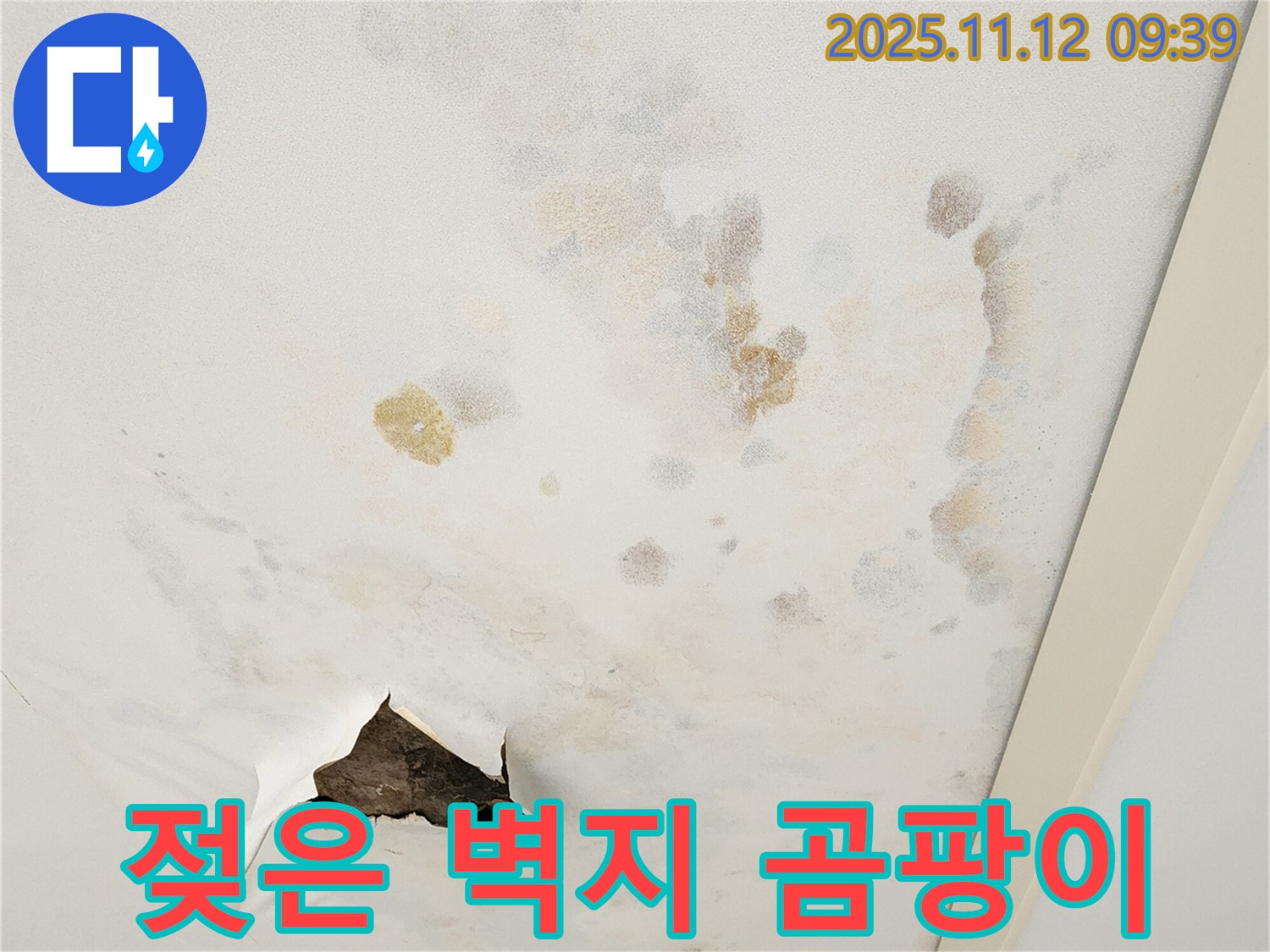 젖은 벽지 - 곰팡이 직전 - 건강 위협