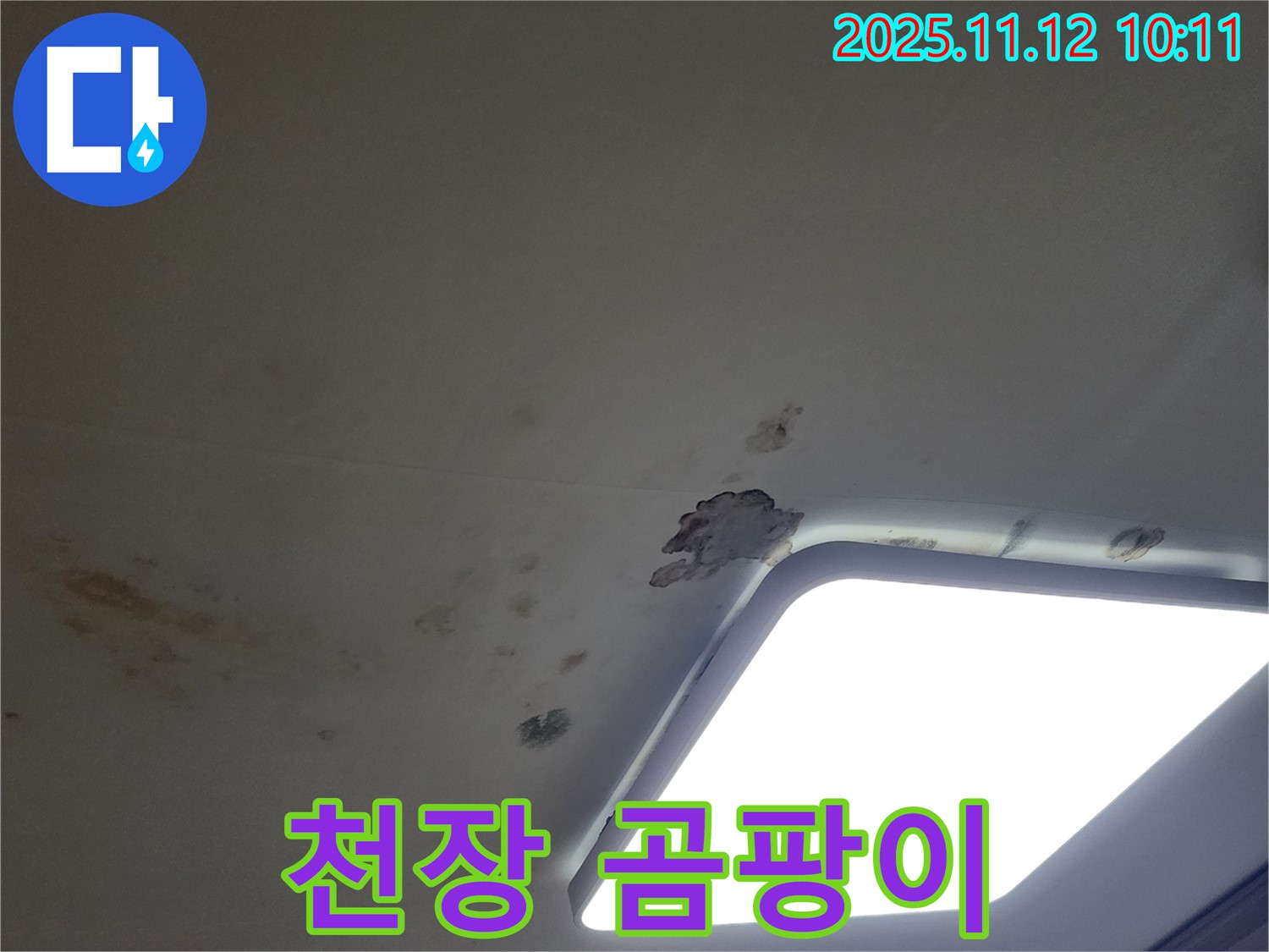 천장 곰팡이 - 건강 위협