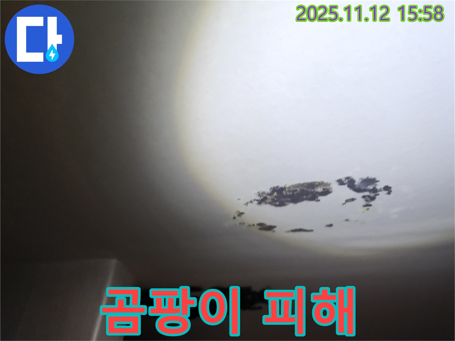 포천 구읍리 - 곰팡이가 심하게 핀 천장 누수 현장