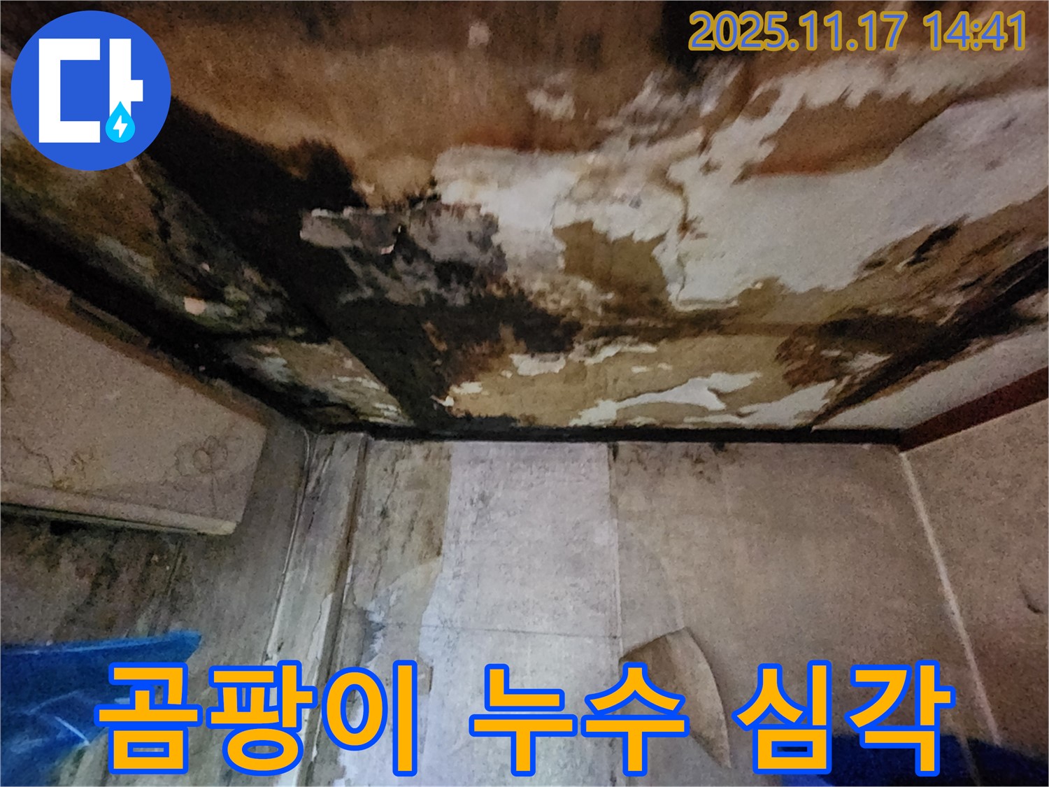 심각한 곰팡이 누수 - 곰팡이로 뒤덮인 천장