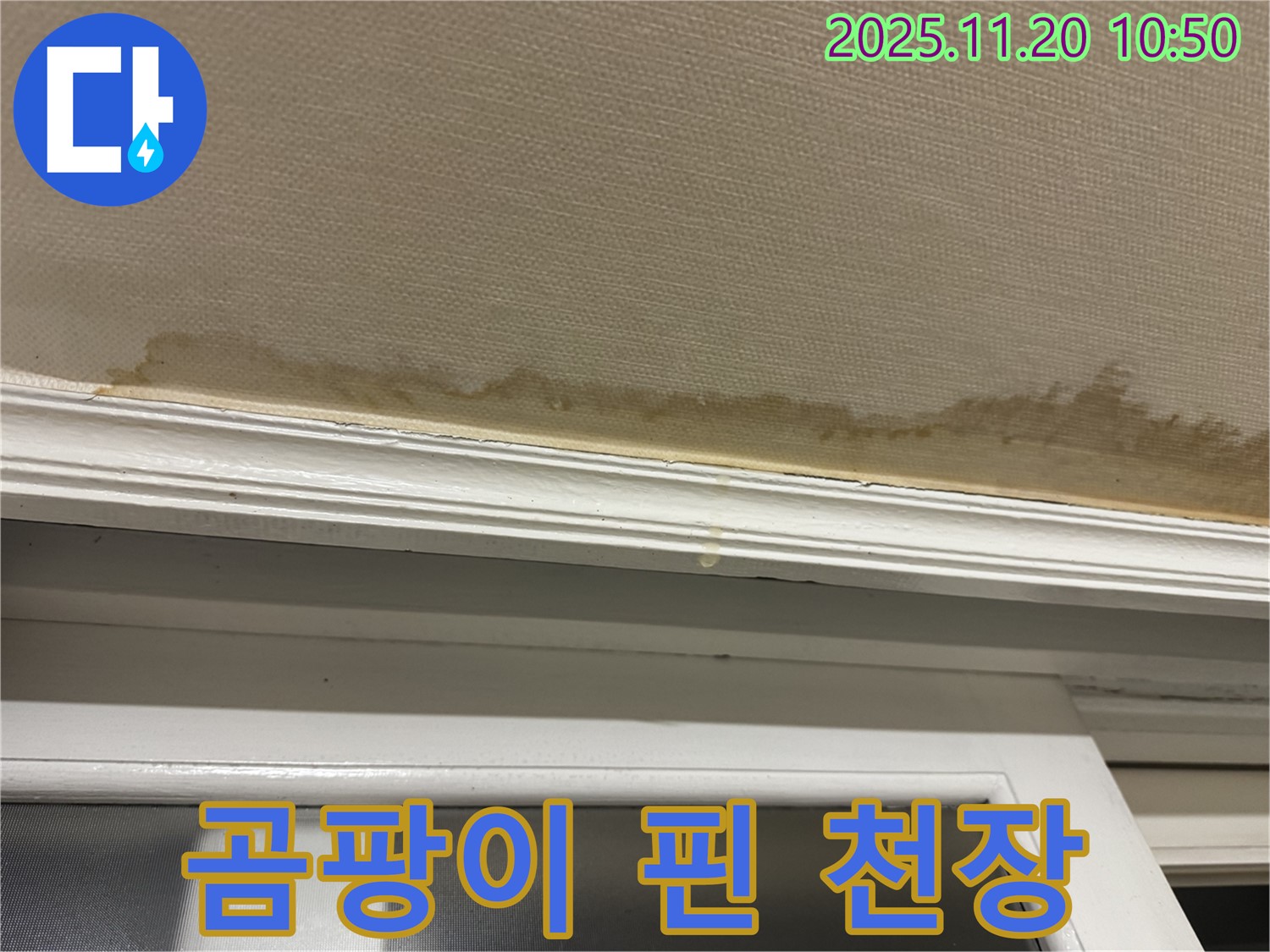 곰팡이 천장 - 누수 흔적 - 건강 위협