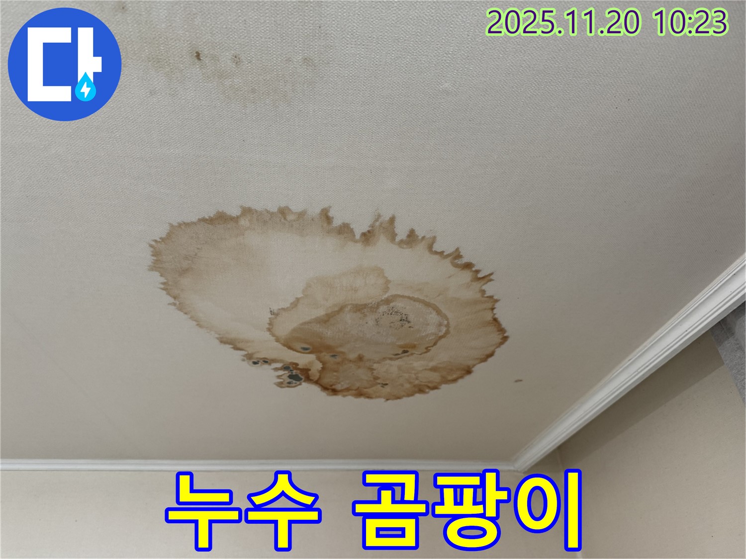 천장 누수 곰팡이 - 건강 위협 - 쾌적한 환경 조성 - 전문적인 제거 필요