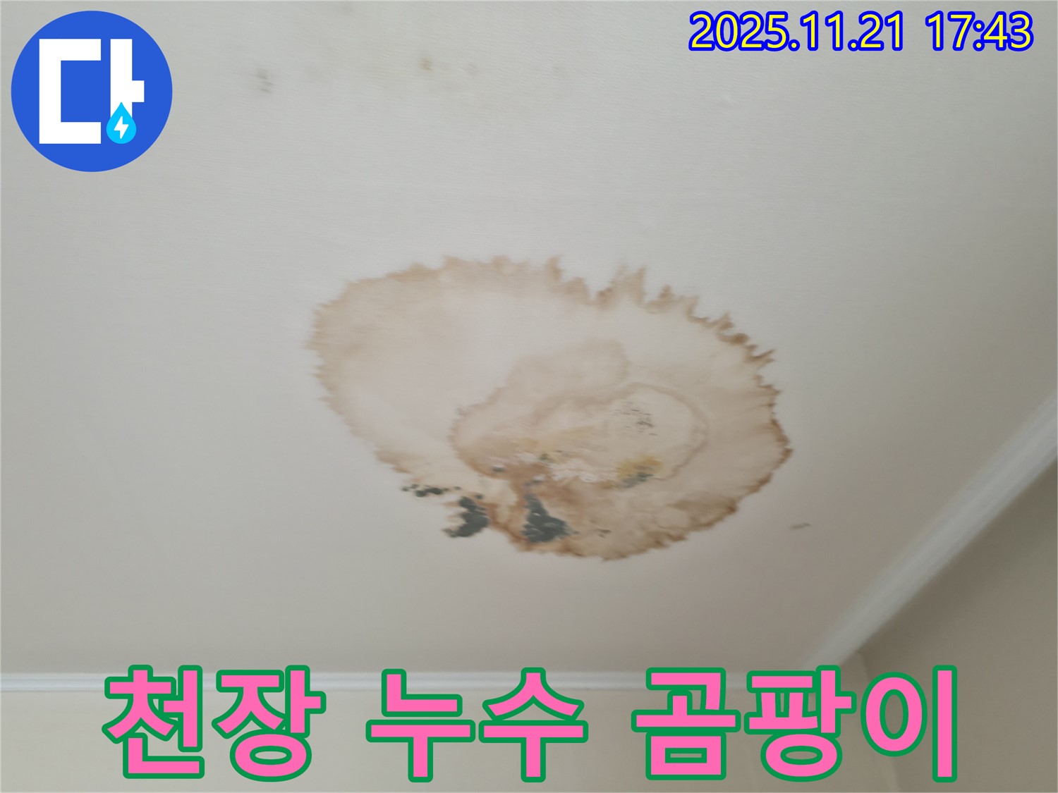 천장 누수 - 곰팡이 발생 - 건강 위협