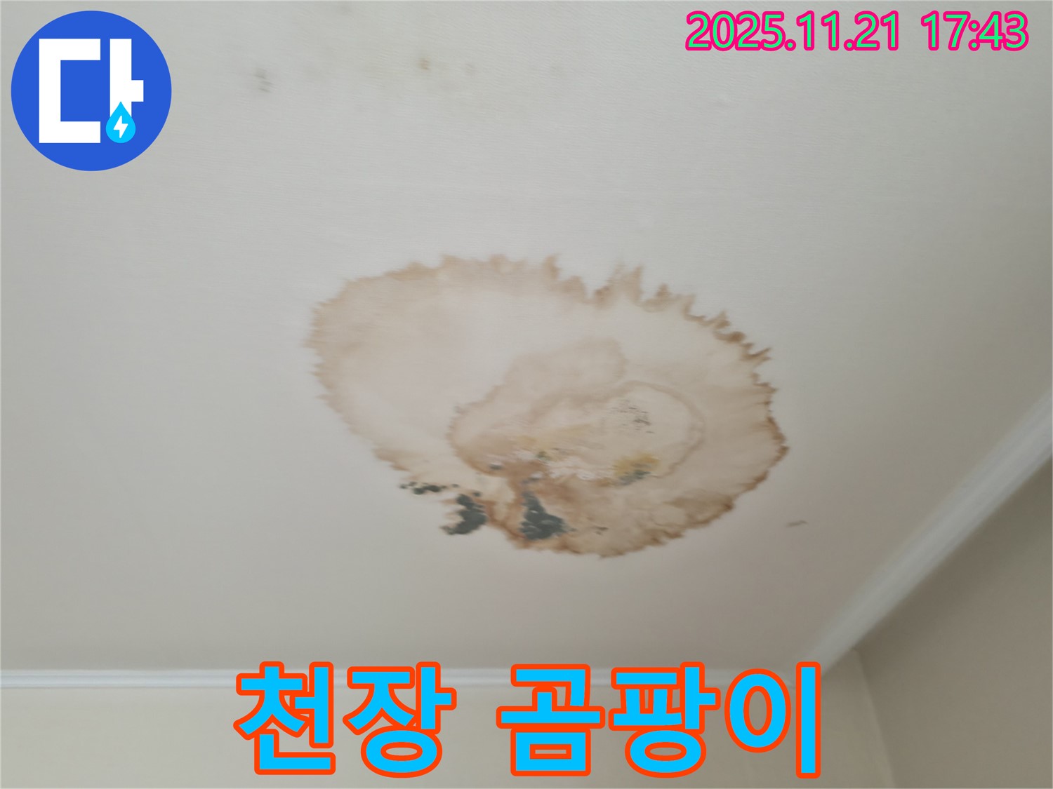 천장 누수 - 곰팡이 발생 - 건강 위협