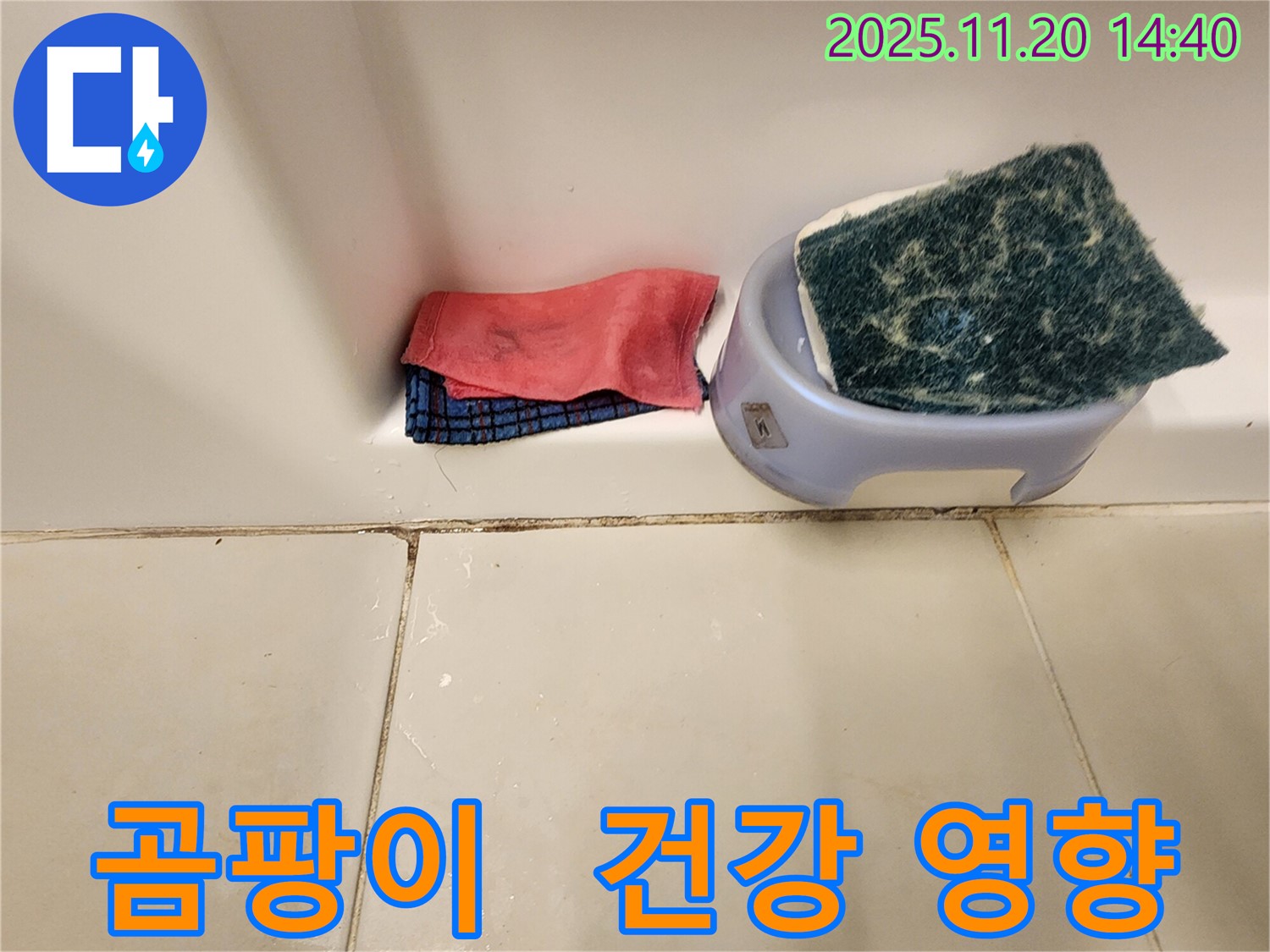 곰팡이 - 건강에 어떤 영향을 미칠까요?