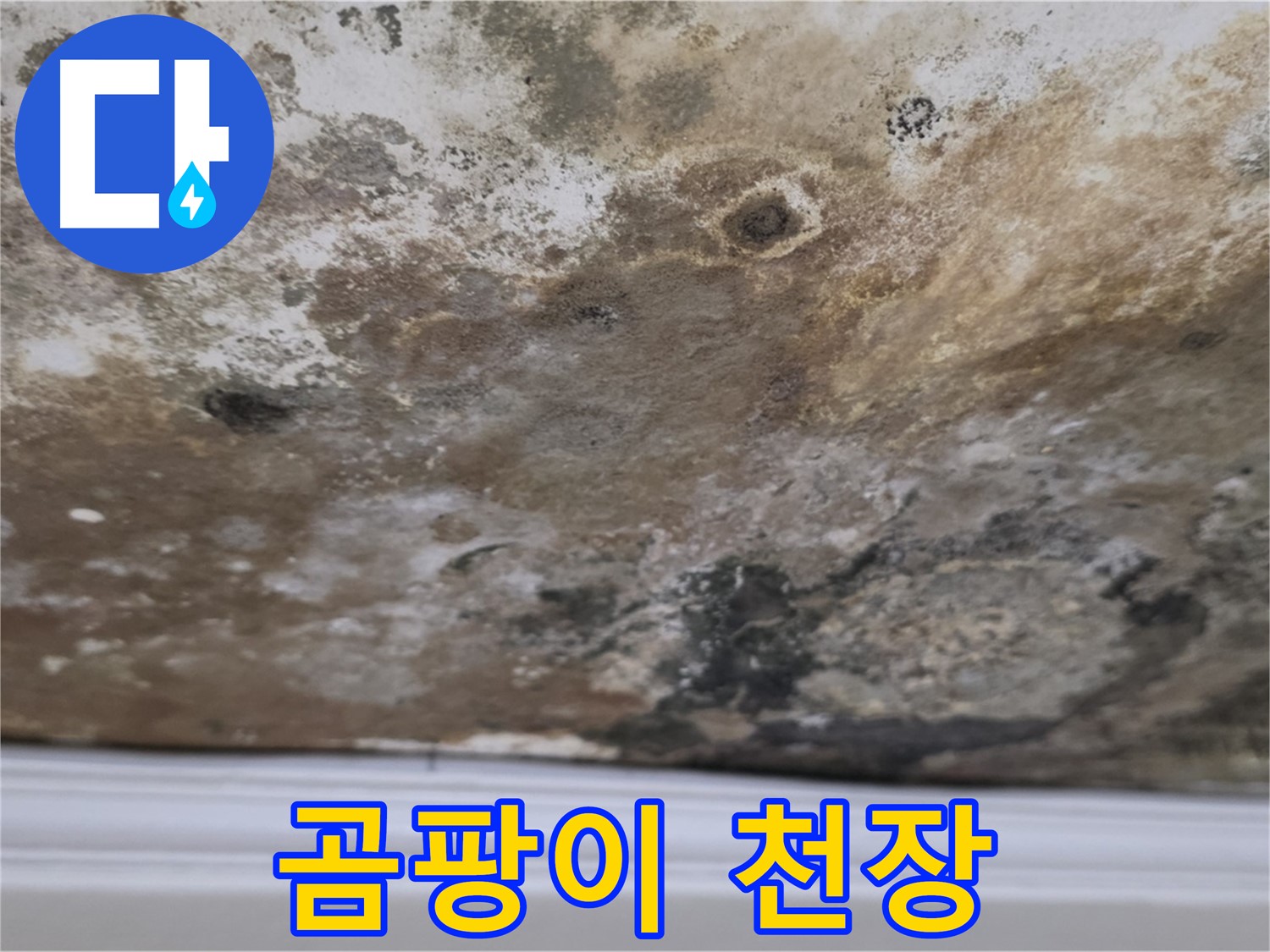 곰팡이로 뒤덮인 천장 - 누수로 인해 곰팡이가 심각하게 번식한 천장의 상세 모습입니다.