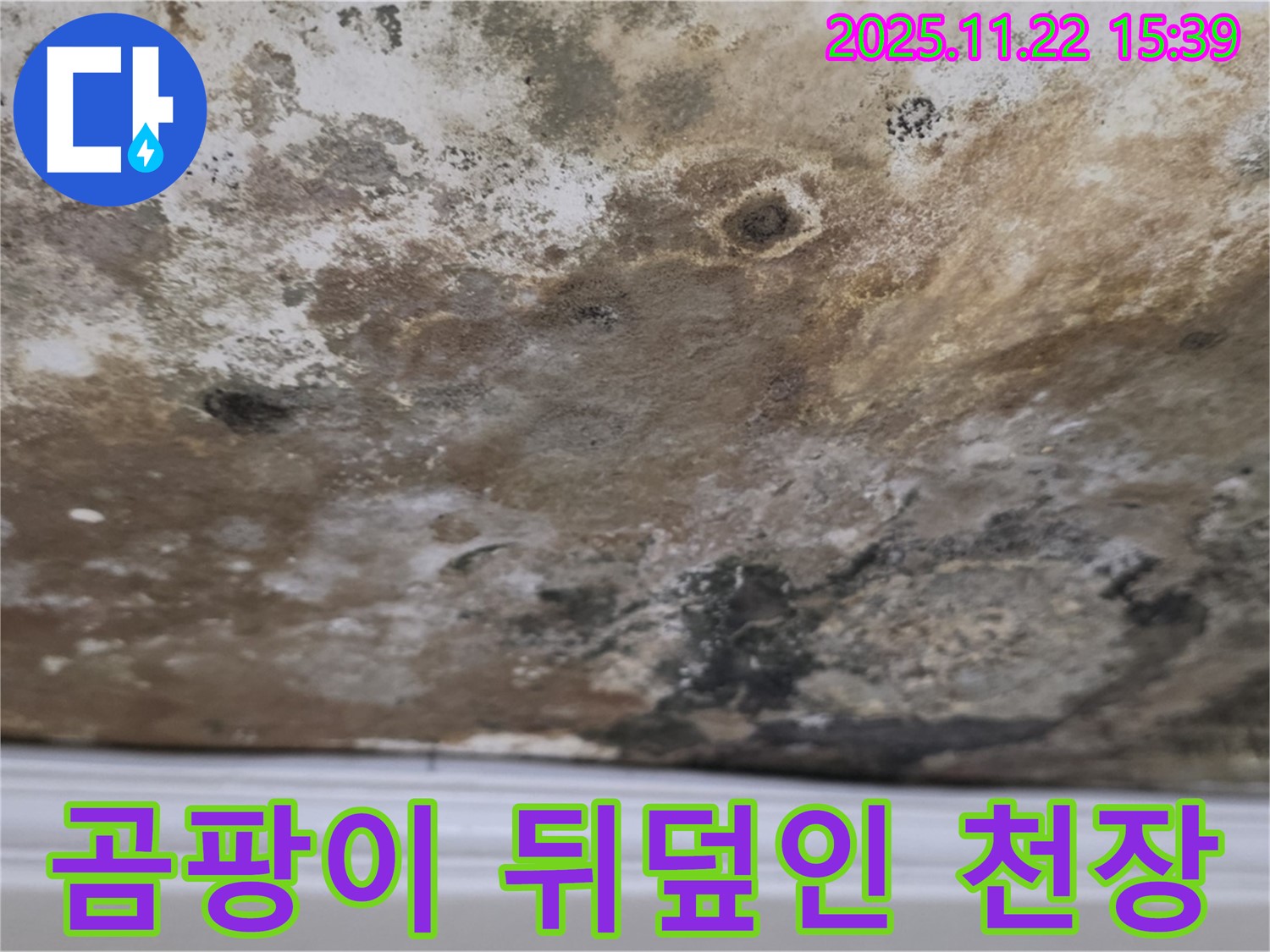 마포구 용강동 - 곰팡이로 뒤덮인 천장 누수 현장