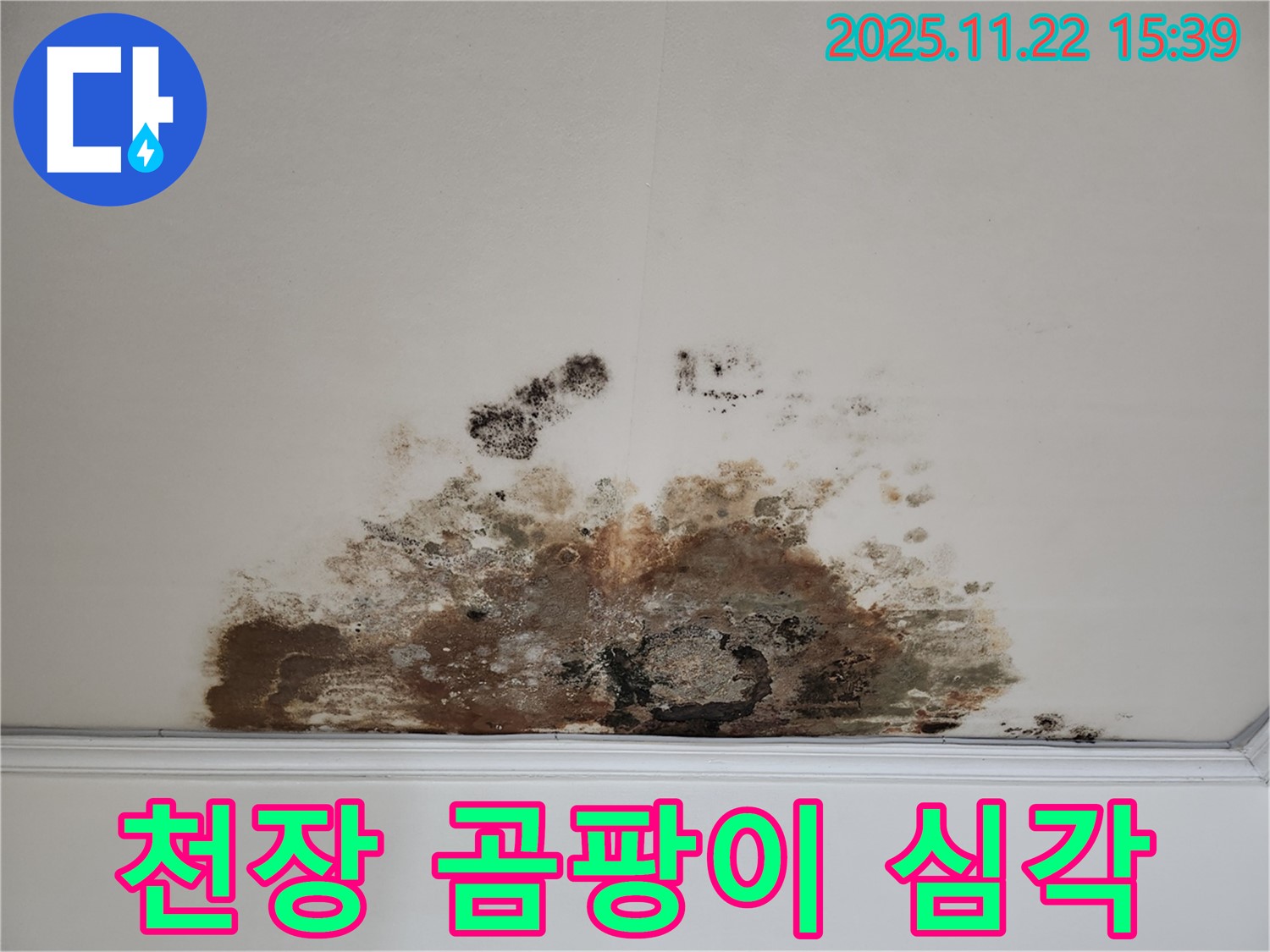 마포구 용강동 아파트 천장 - 심각한 곰팡이 확산