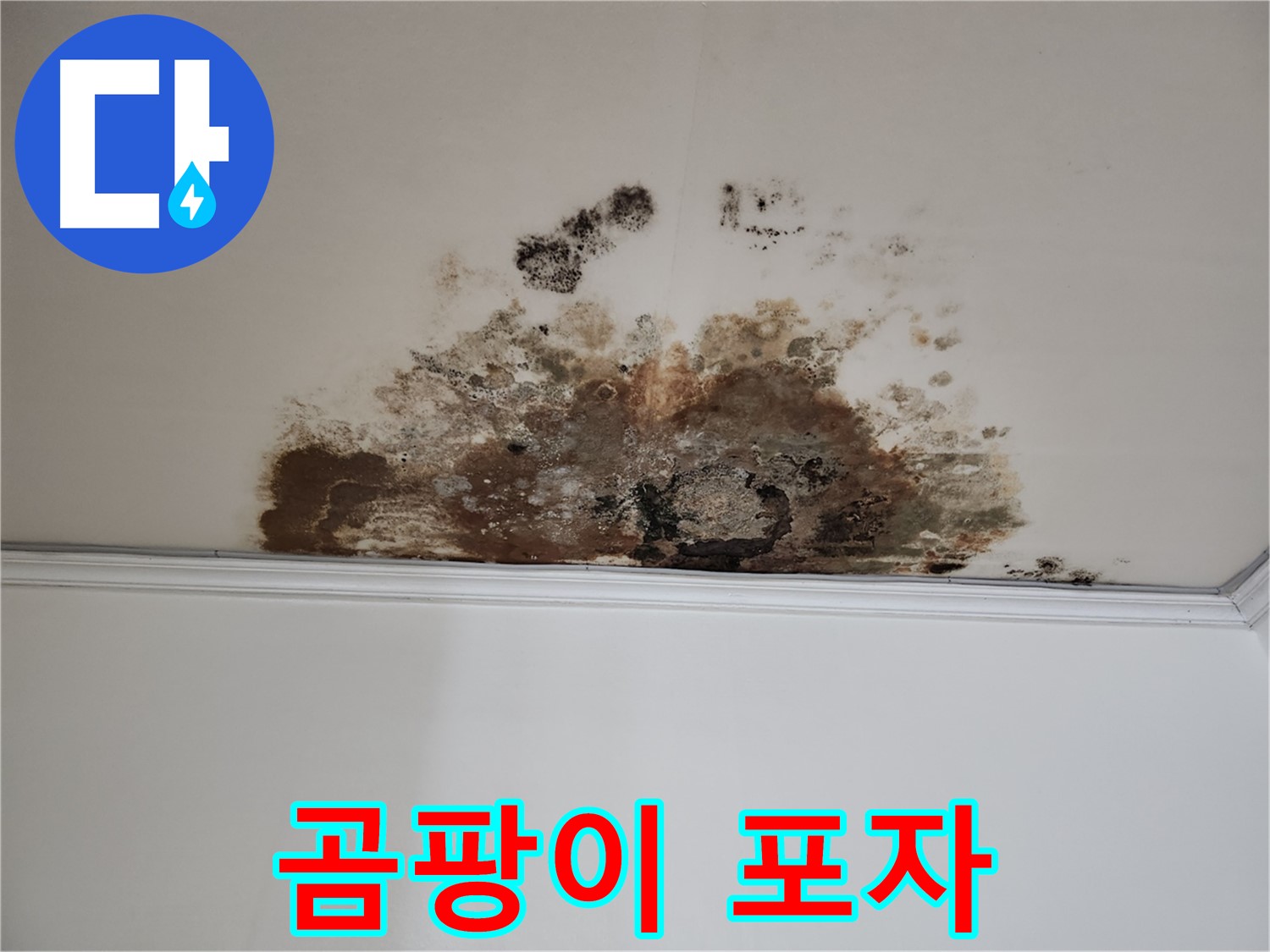 용강동 누수 - 곰팡이 포자 확산