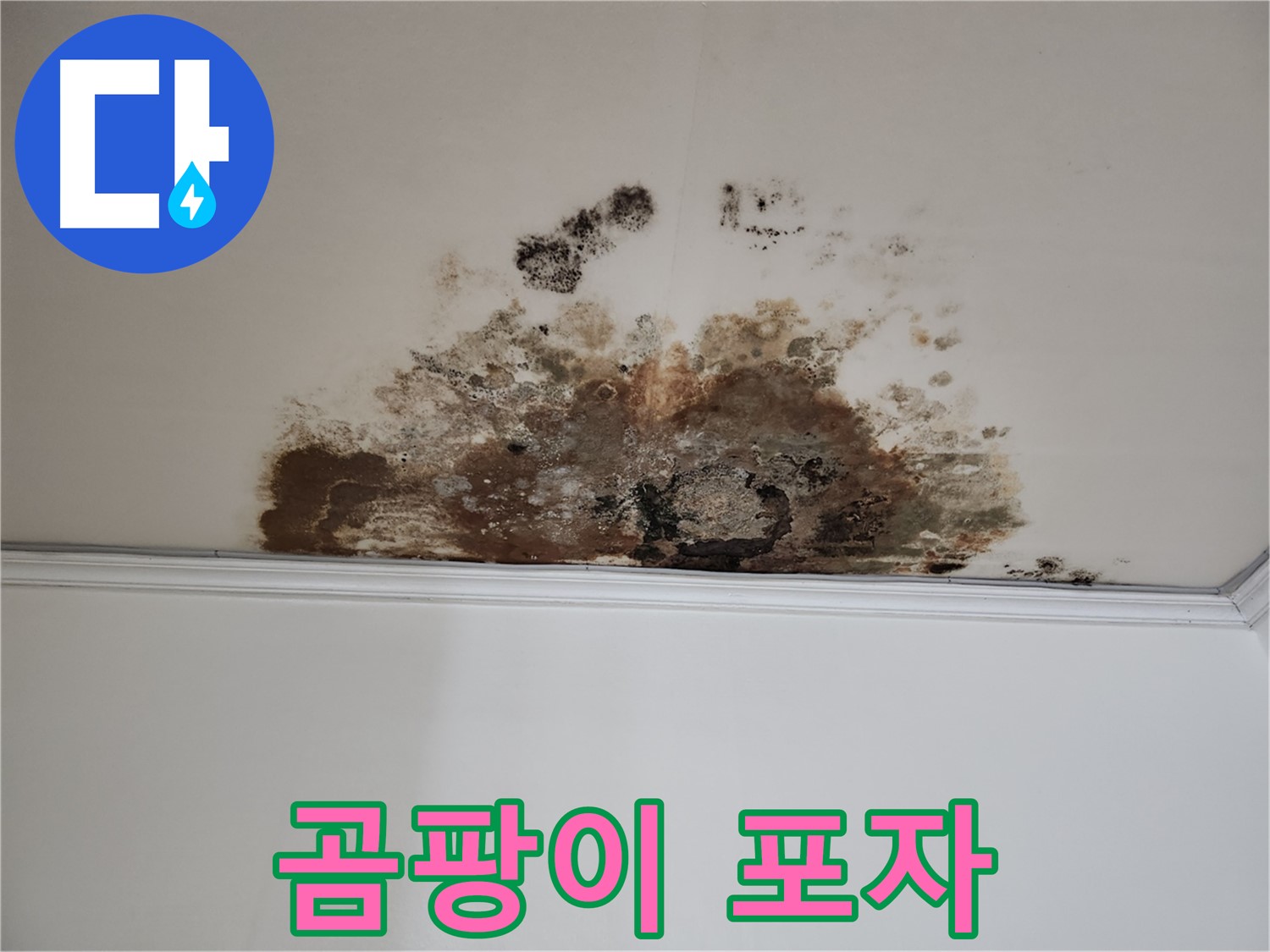 용강동 누수 - 곰팡이 포자 확산