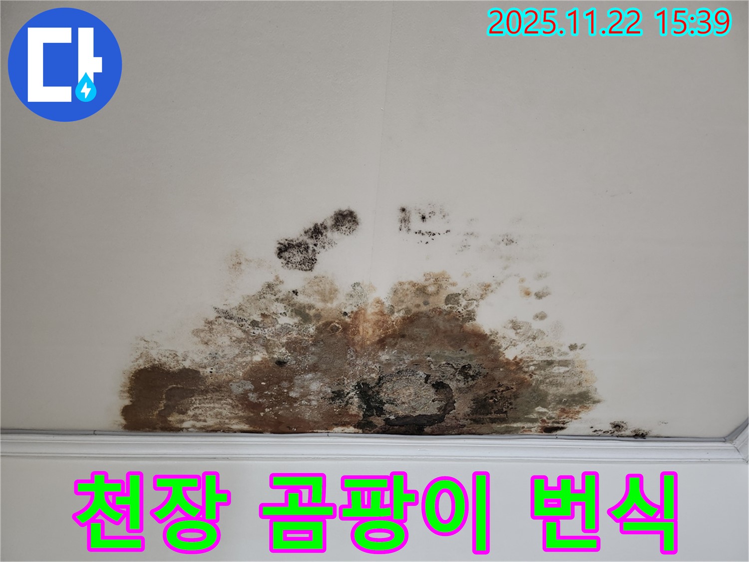용강동 아파트 천장 - 곰팡이 심하게 번식