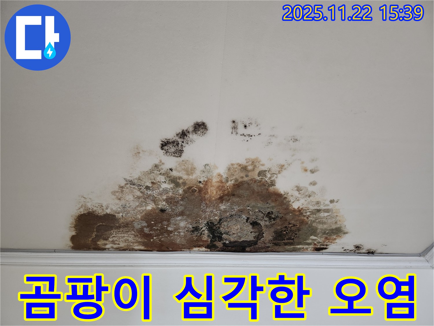 용강동 아파트 천장 - 곰팡이로 인한 심각한 오염