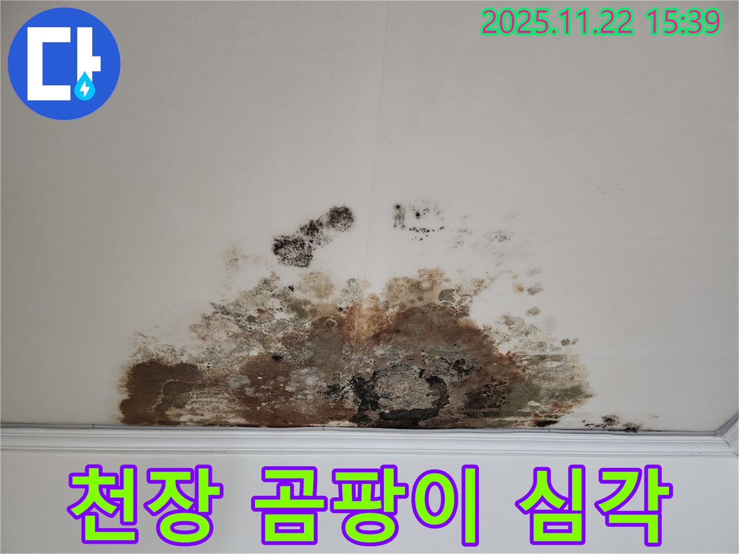 용강동 아파트 천장 - 곰팡이로 인한 심각한 피해