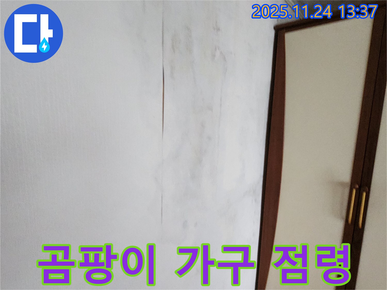 곰팡이 - 가구까지 점령 - 심각한 상황
