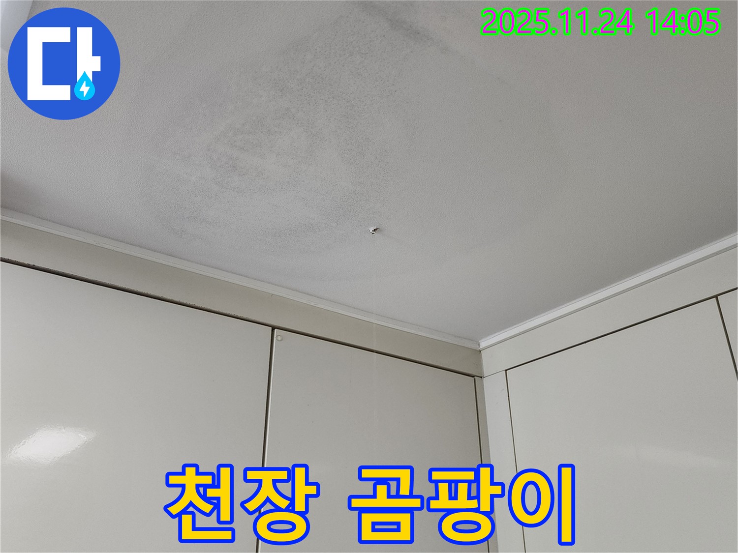 천장 곰팡이 - 누수로 인해 천장에 발생한 곰팡이 사진