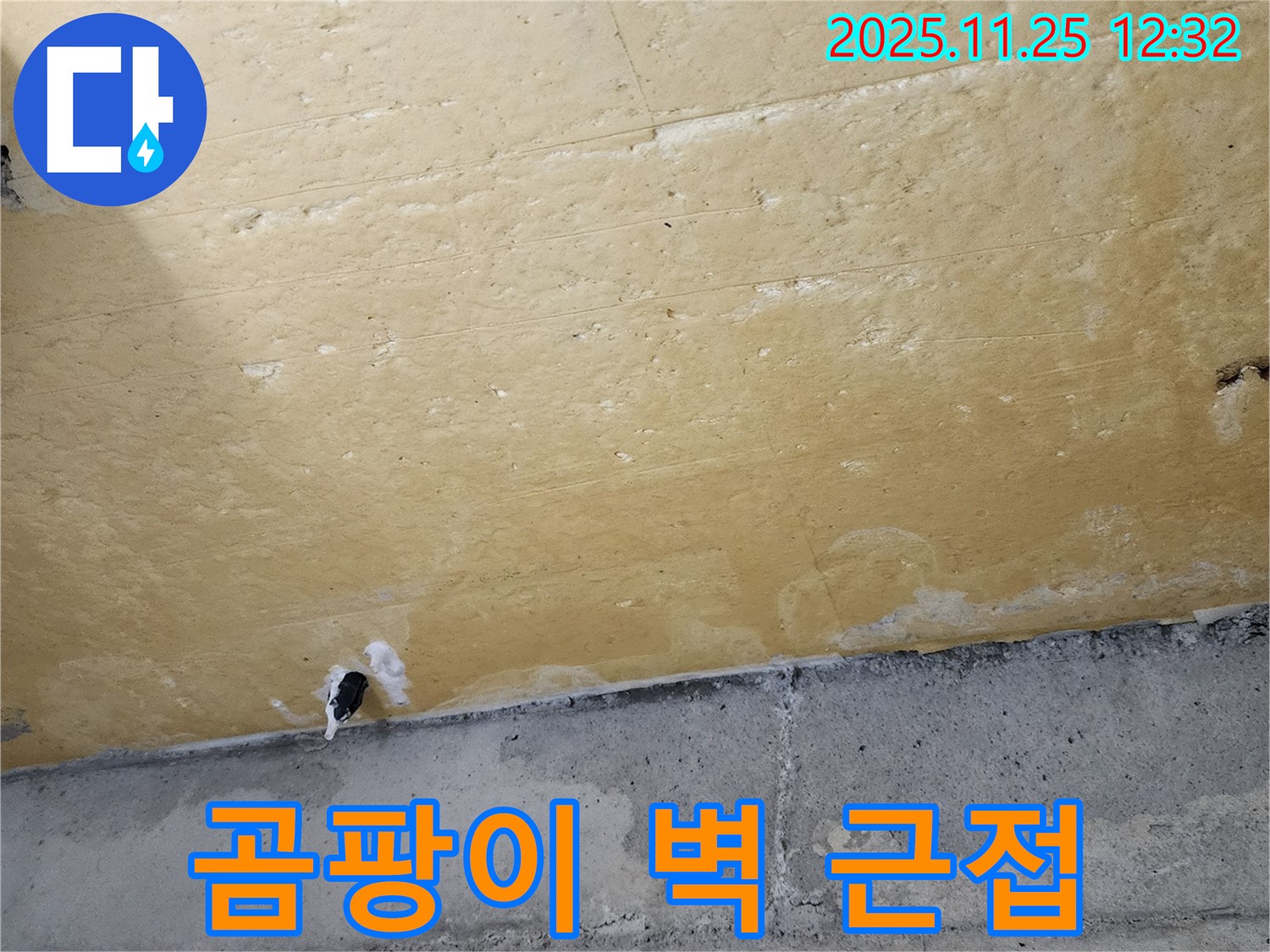 곰팡이 벽 - 습기 - 건물 손상