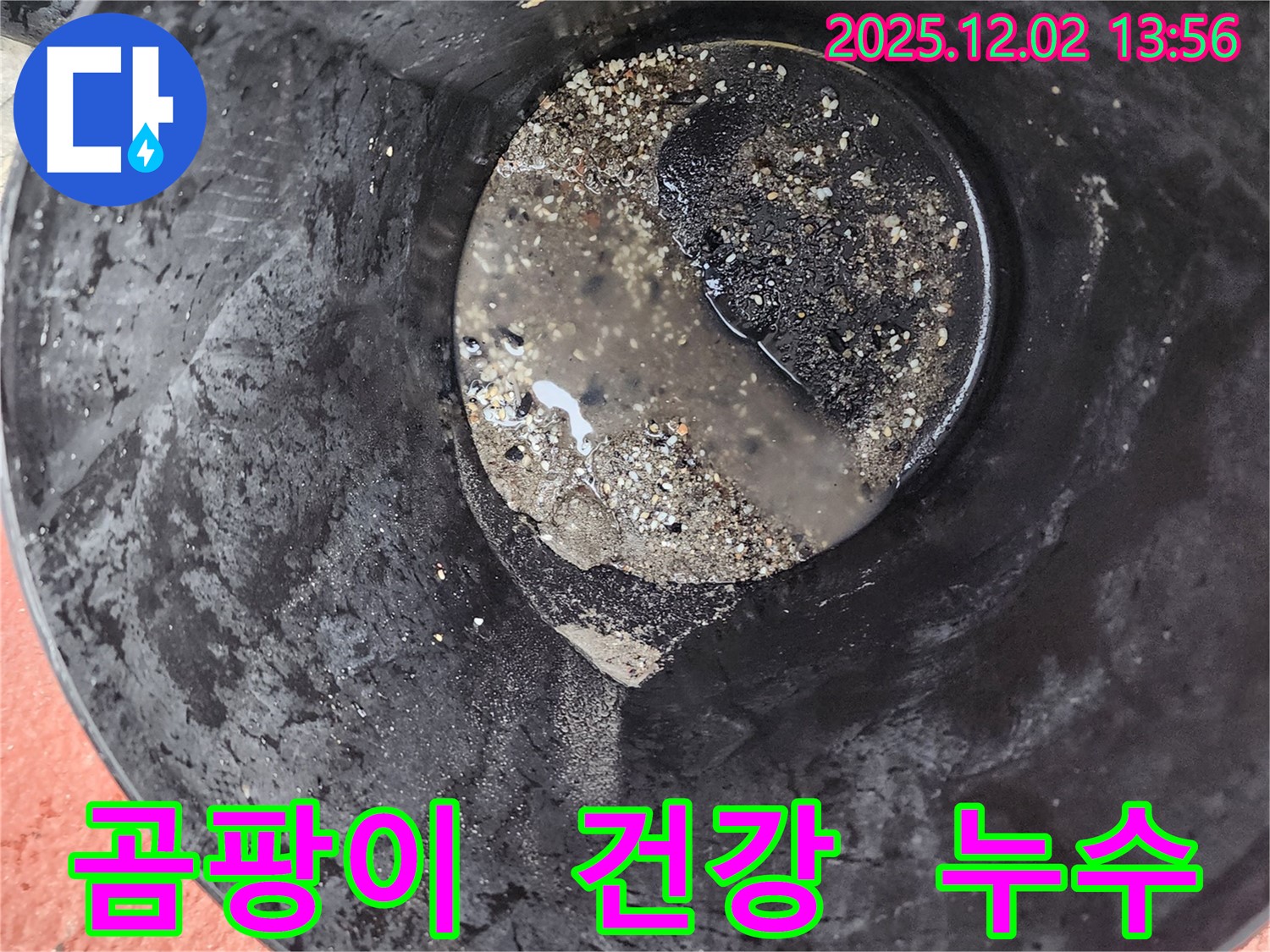 양동이 주변 곰팡이 - 건강 위협