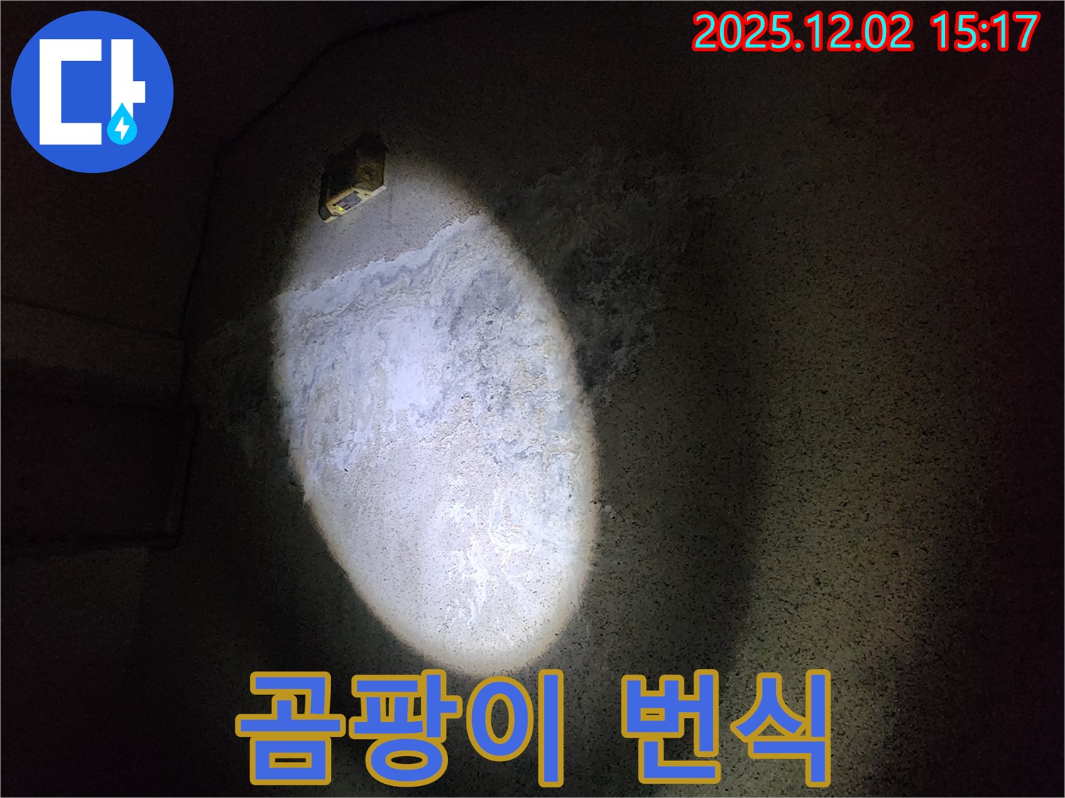 젖은 천장 - 곰팡이 번식