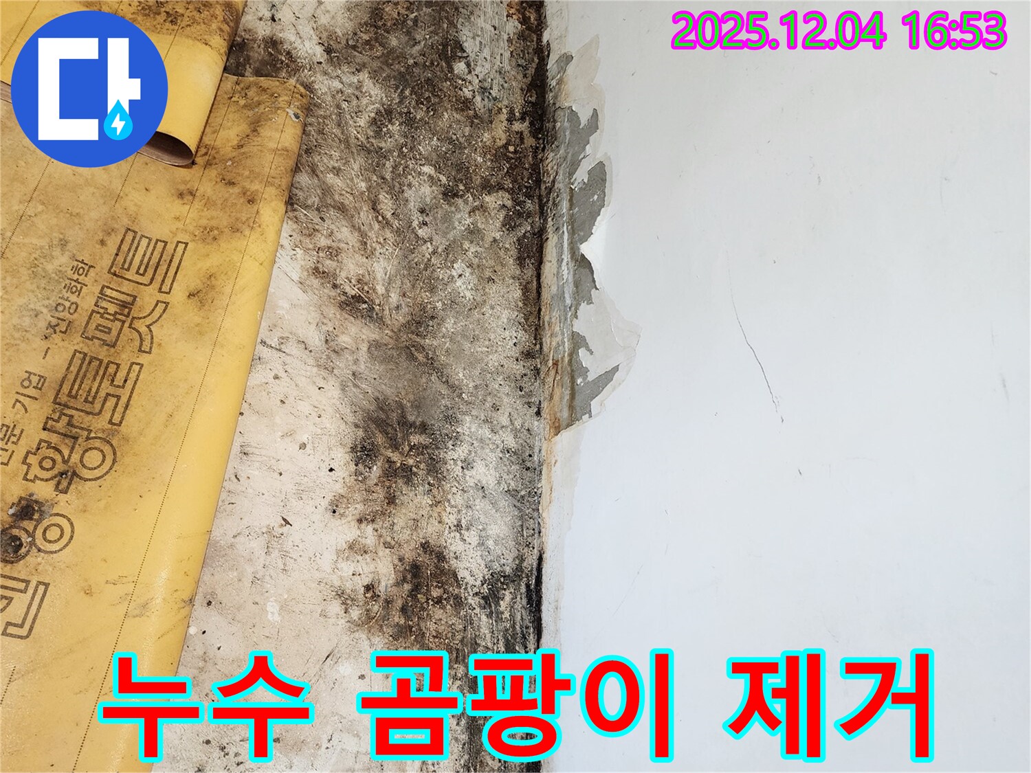 누수와 곰팡이 제거 - 정직한 견적 제공