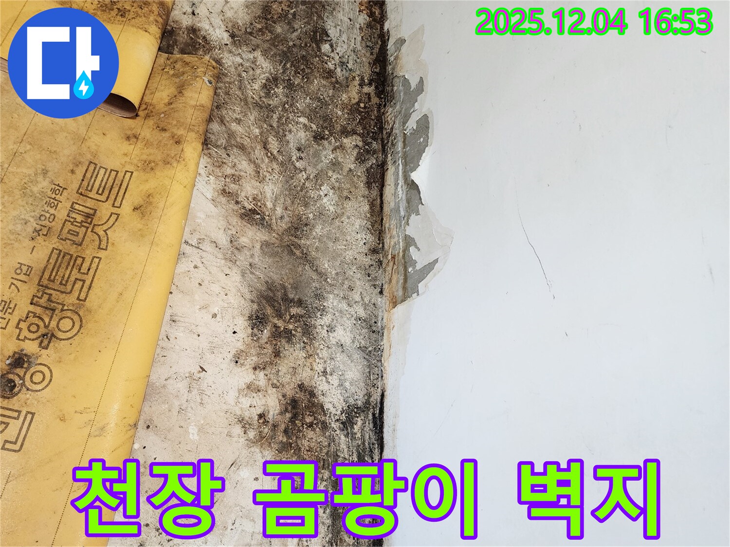 천장 곰팡이와 벽지 손상 - 문제 해결 과정