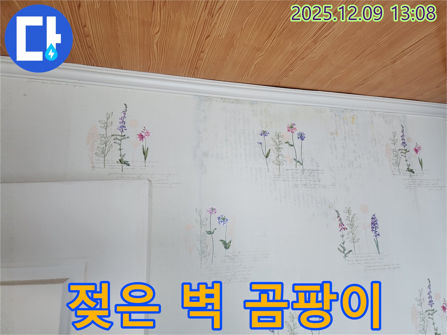 젖은 벽 - 곰팡이 - 완벽 해결