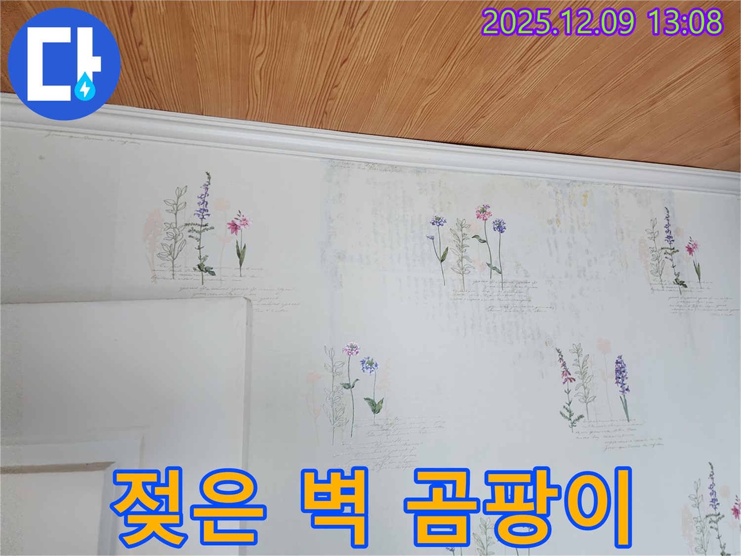 젖은 벽 - 곰팡이 - 완벽 해결