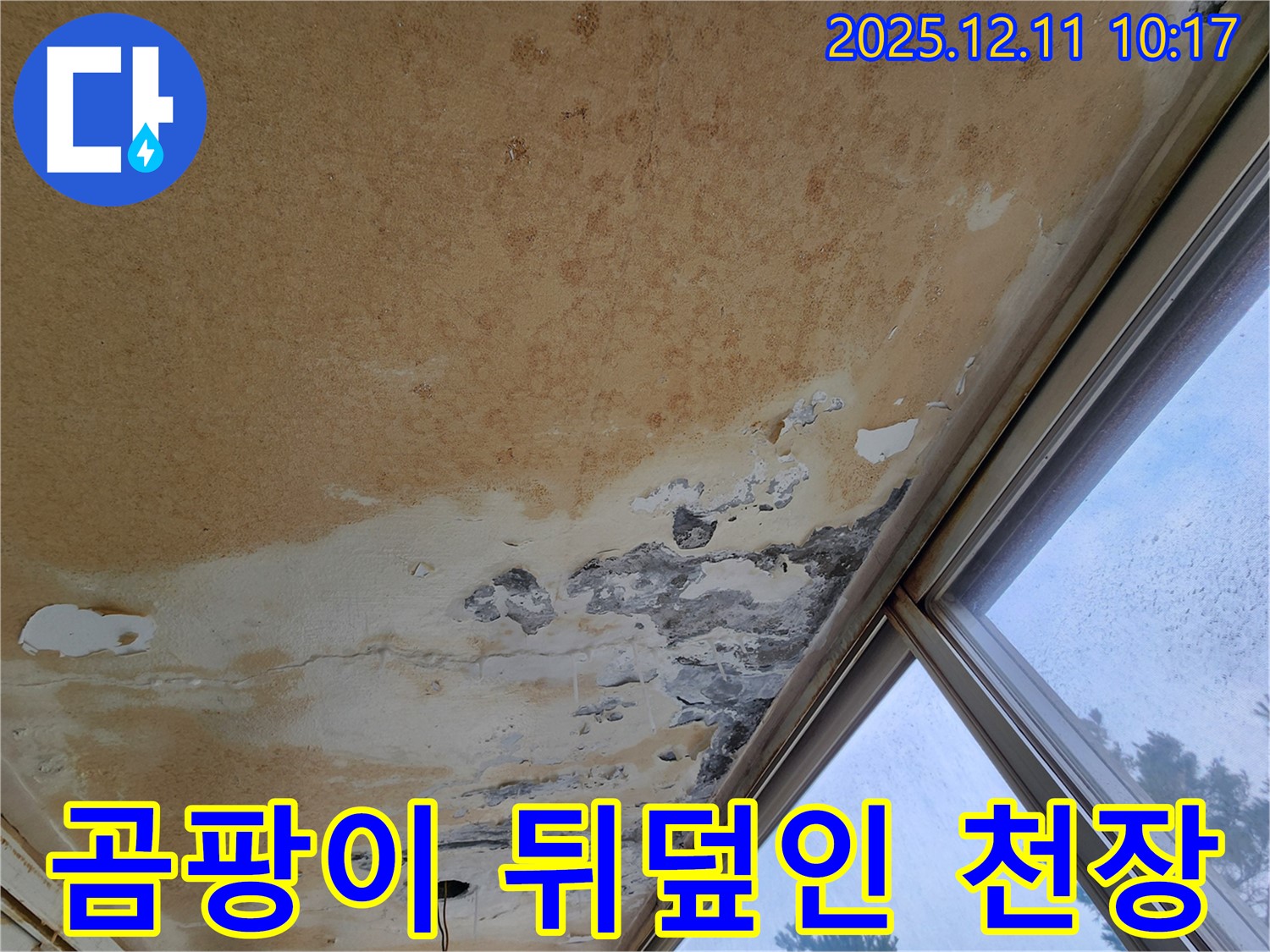 곰팡이 뒤덮인 천장 - 긴급 누수 진단