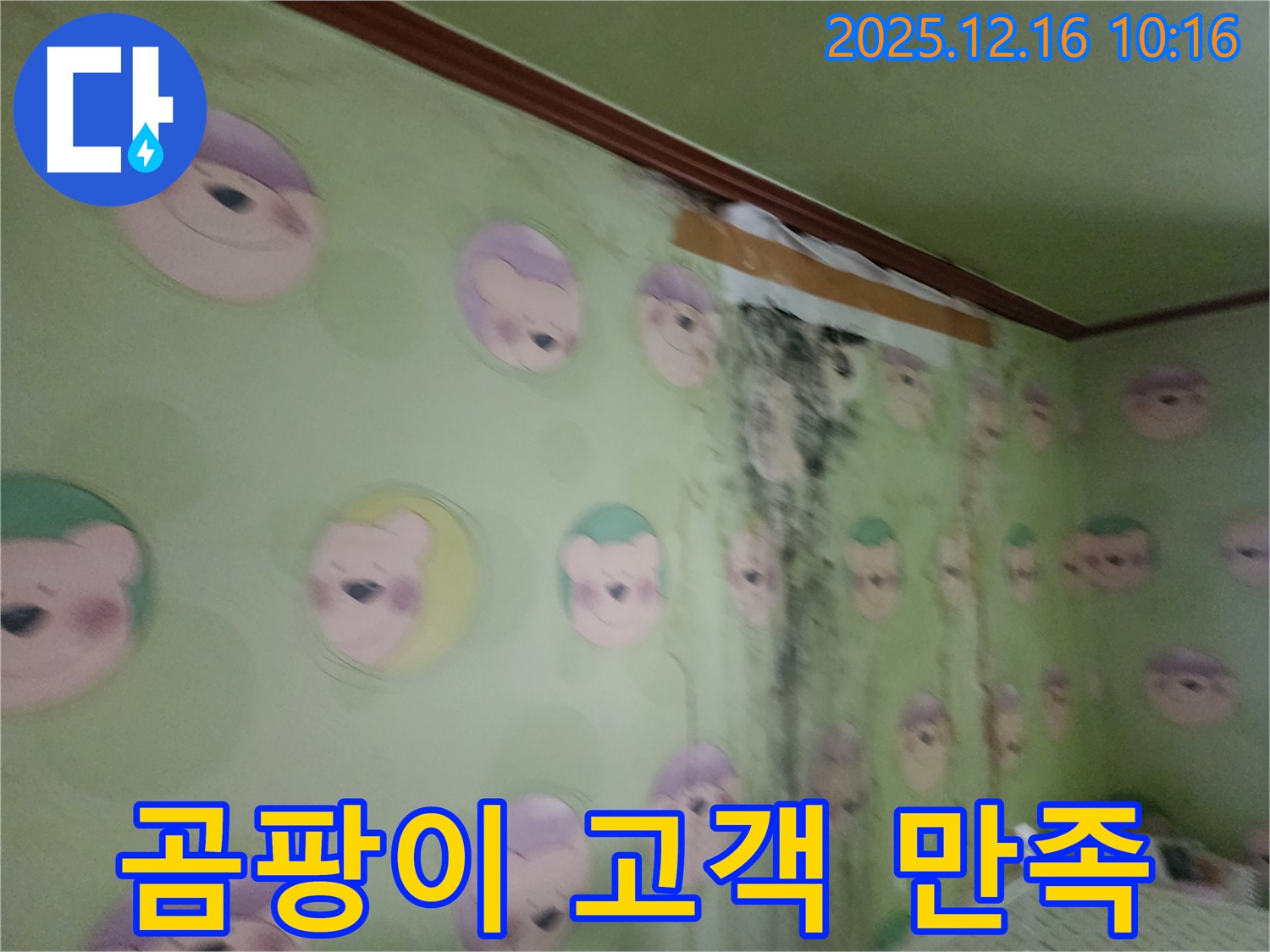 곰팡이 벽 해결 - 고객 만족도 최우수!
