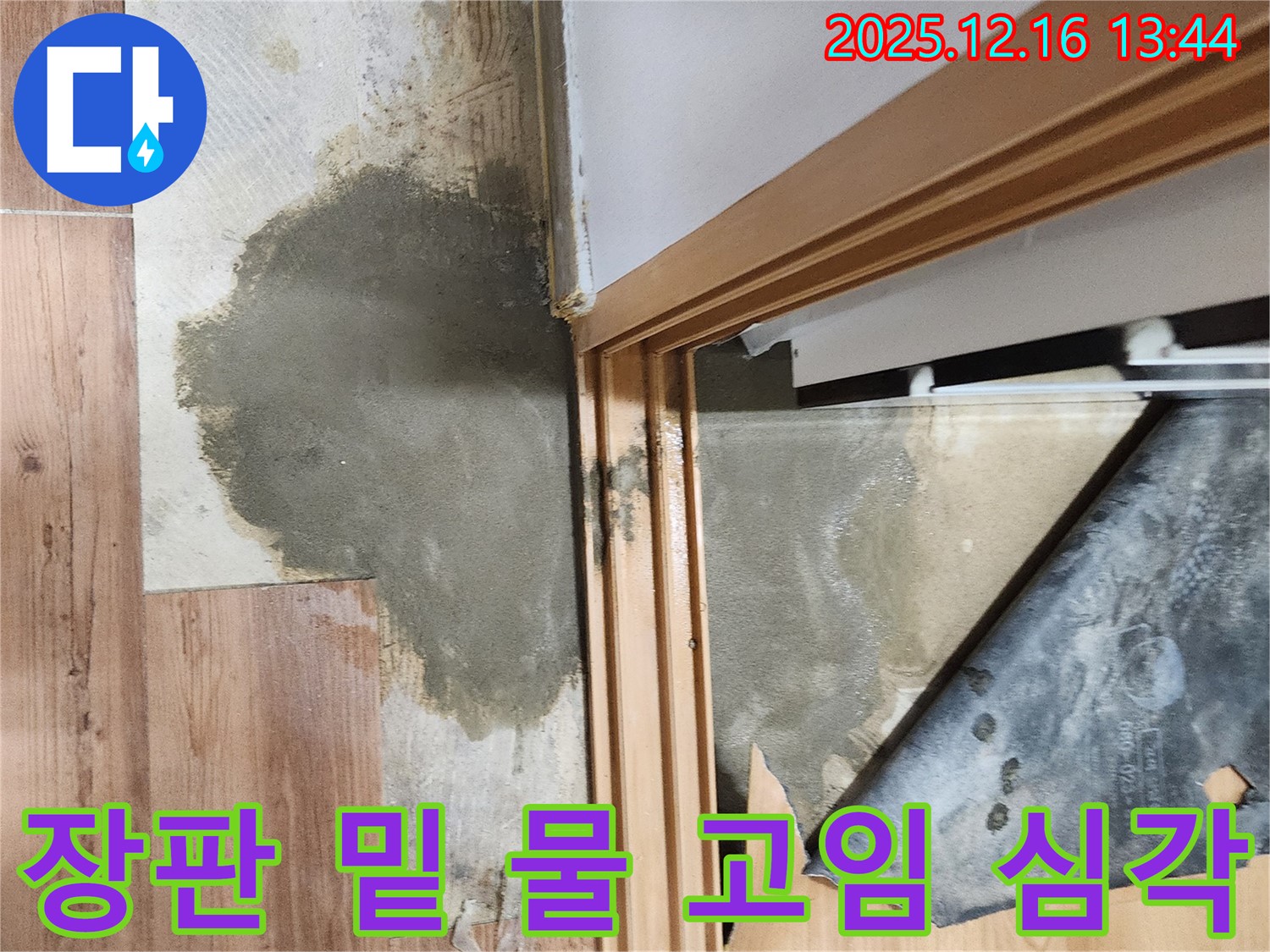 소홀리 장판 밑 흥건한 물 - 곰팡이 & 악취 비상