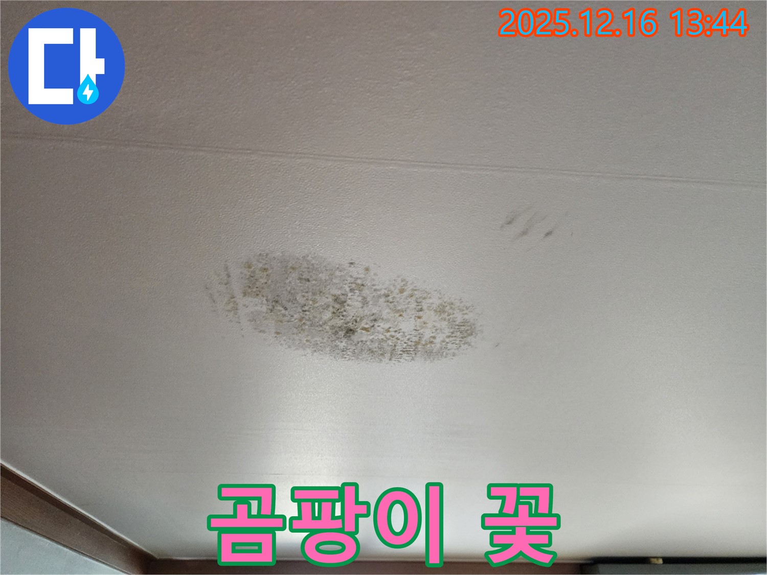 소홀리 천장 누수 - 곰팡이 꽃 핀 천장